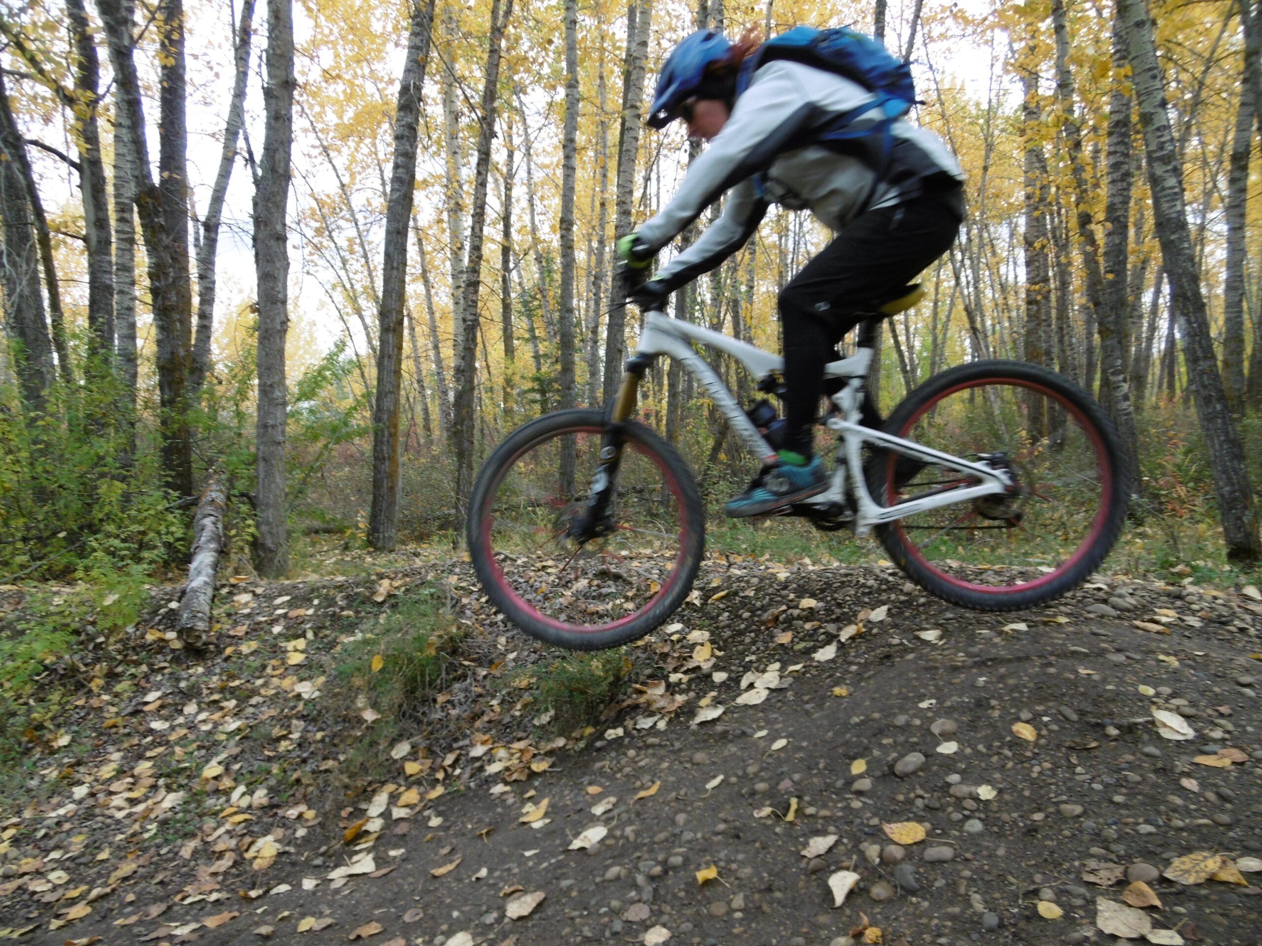 A mountain biker in motion jumps over a small mound of dirt on a forest trail, surrounded by tall trees with autumn leaves. The cyclist is wearing a helmet and a backpack, dressed in a jacket and pants suitable for outdoor activity. The scene captures the essence of adventure in a vibrant, natural setting. Terwillegar Park mountain bike trail.