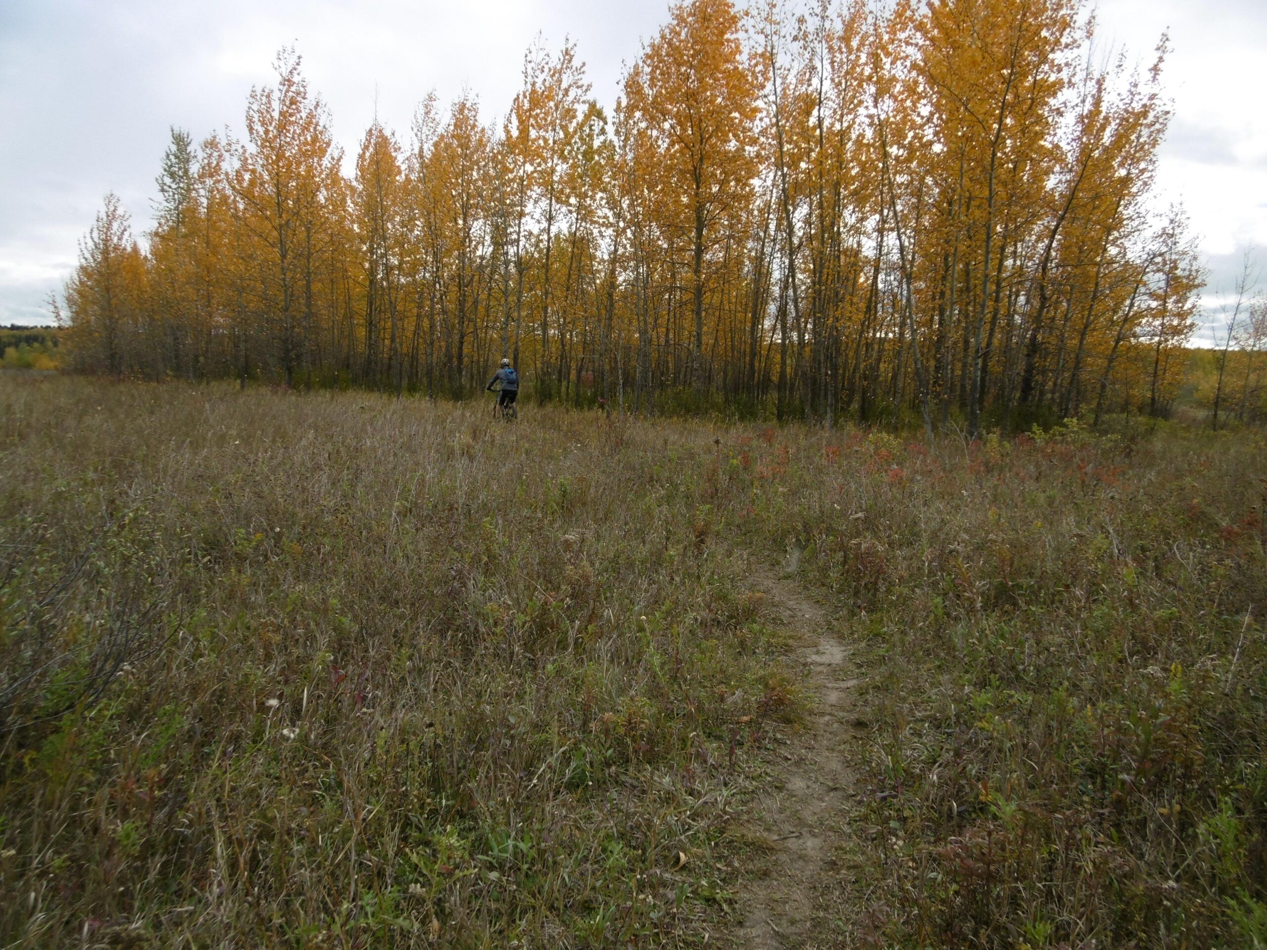 A person walking along a dirt path in a grassy field, surrounded by tall trees with vibrant yellow leaves, indicating autumn. The sky is overcast, and patches of green and red vegetation are visible in the foreground. Terwillegar Park mountain bike trail.