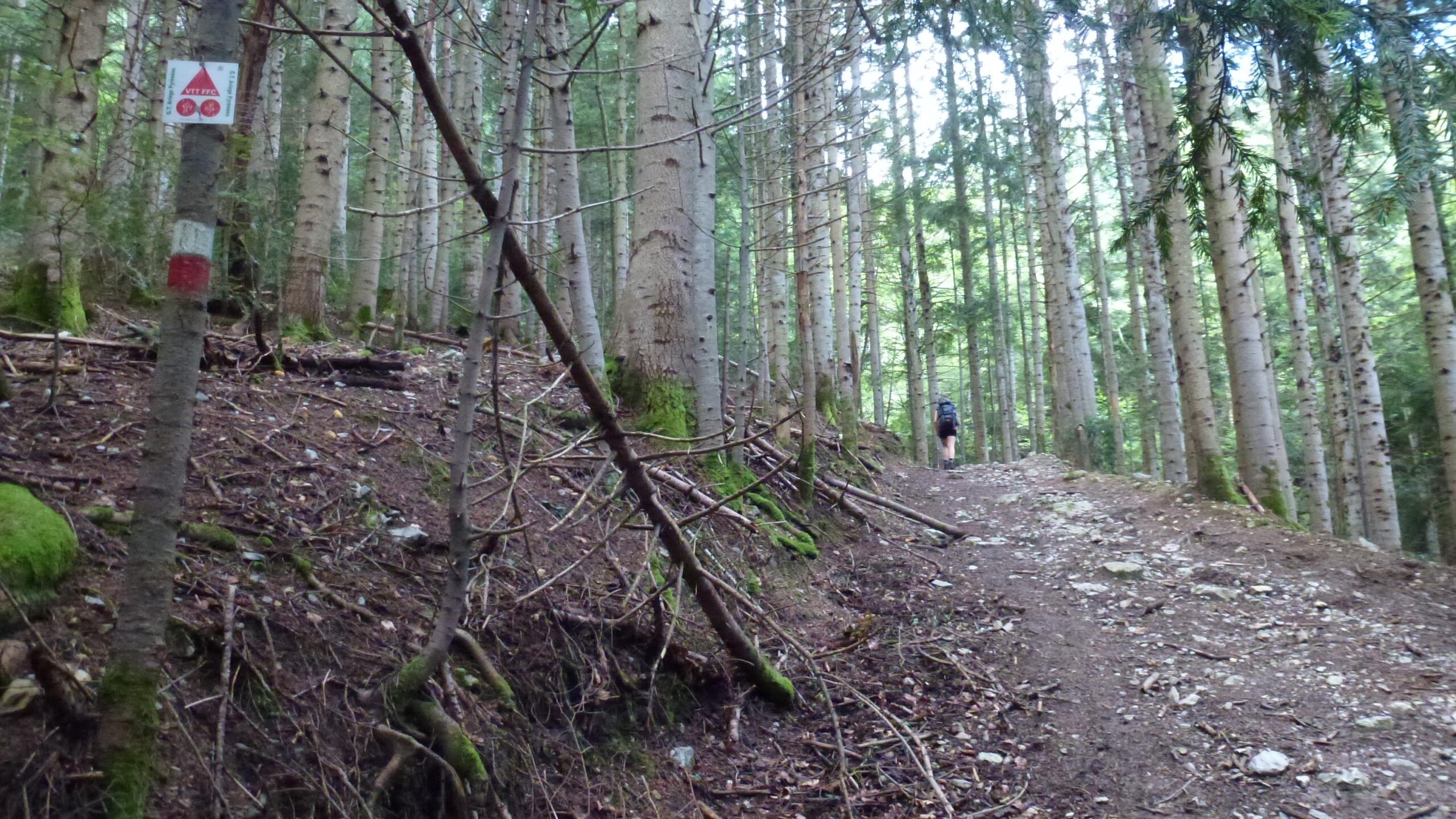 A winding dirt path leads through a dense forest of tall trees, with a hiker visible in the distance. A trail marker appears on a nearby tree trunk, indicating the designated hiking route. The ground is covered with leaves, twigs, and patches of moss, creating a natural, earthy scene. Great Crossing of the Ariege mountain bike trail.