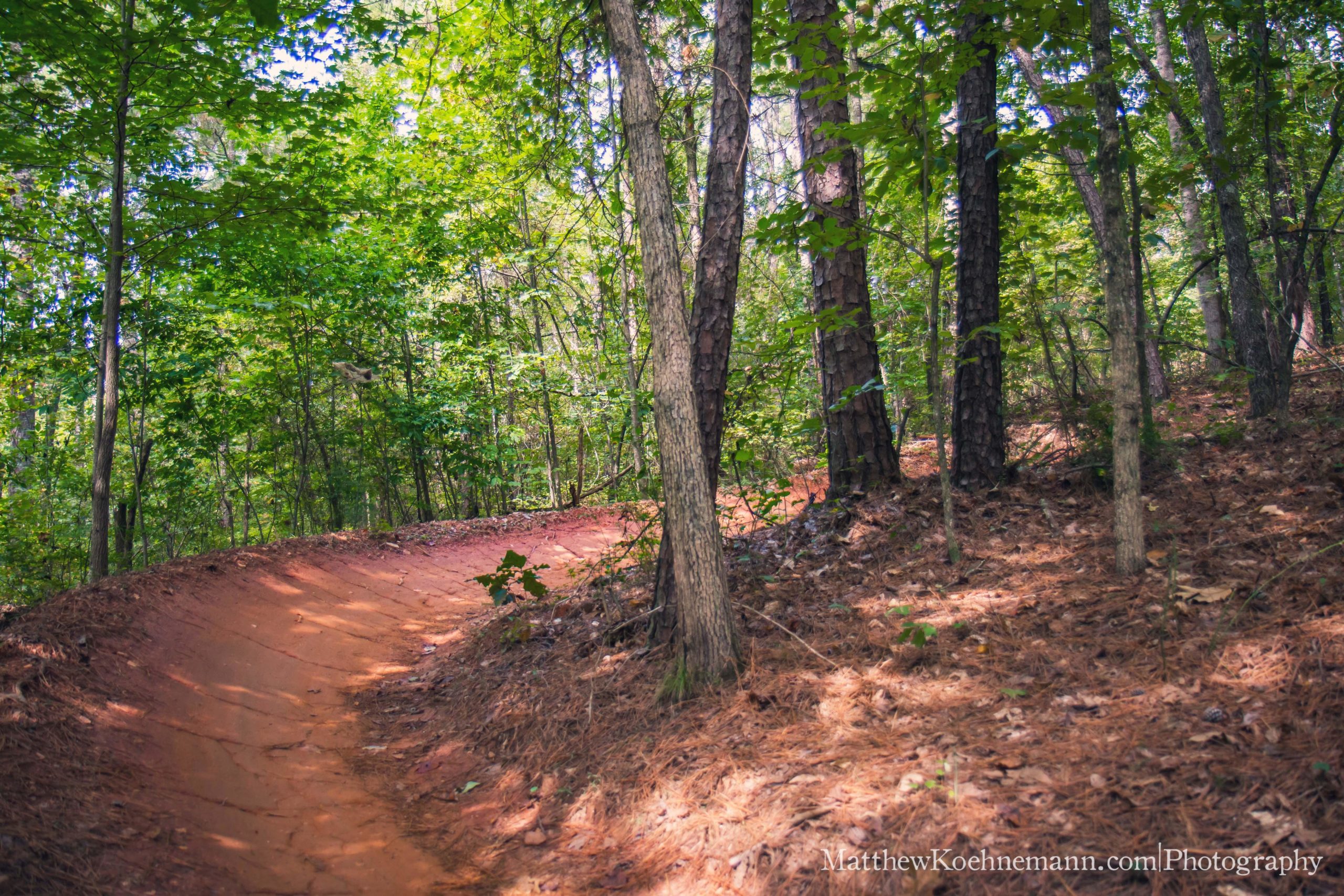 A winding dirt path through a dense forest, surrounded by tall trees and lush greenery. The trail is lined with fallen leaves and pine needles, creating a natural, earthy landscape. Sunlight filters through the canopy above, illuminating the peaceful scene. Taylor Randahl Memorial Mountain Bike Trails At Olde Rope Mill Park mountain bike trail.
