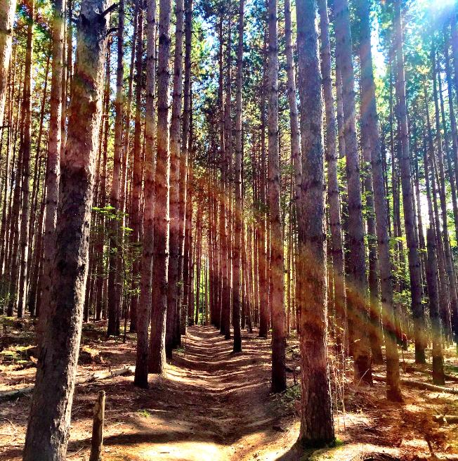 A serene forest scene featuring tall, slender pine trees lining a narrow dirt path that leads into the distance. Sunlight filters through the branches, creating a warm and inviting atmosphere. Ardagh Bluffs mountain bike trail.
