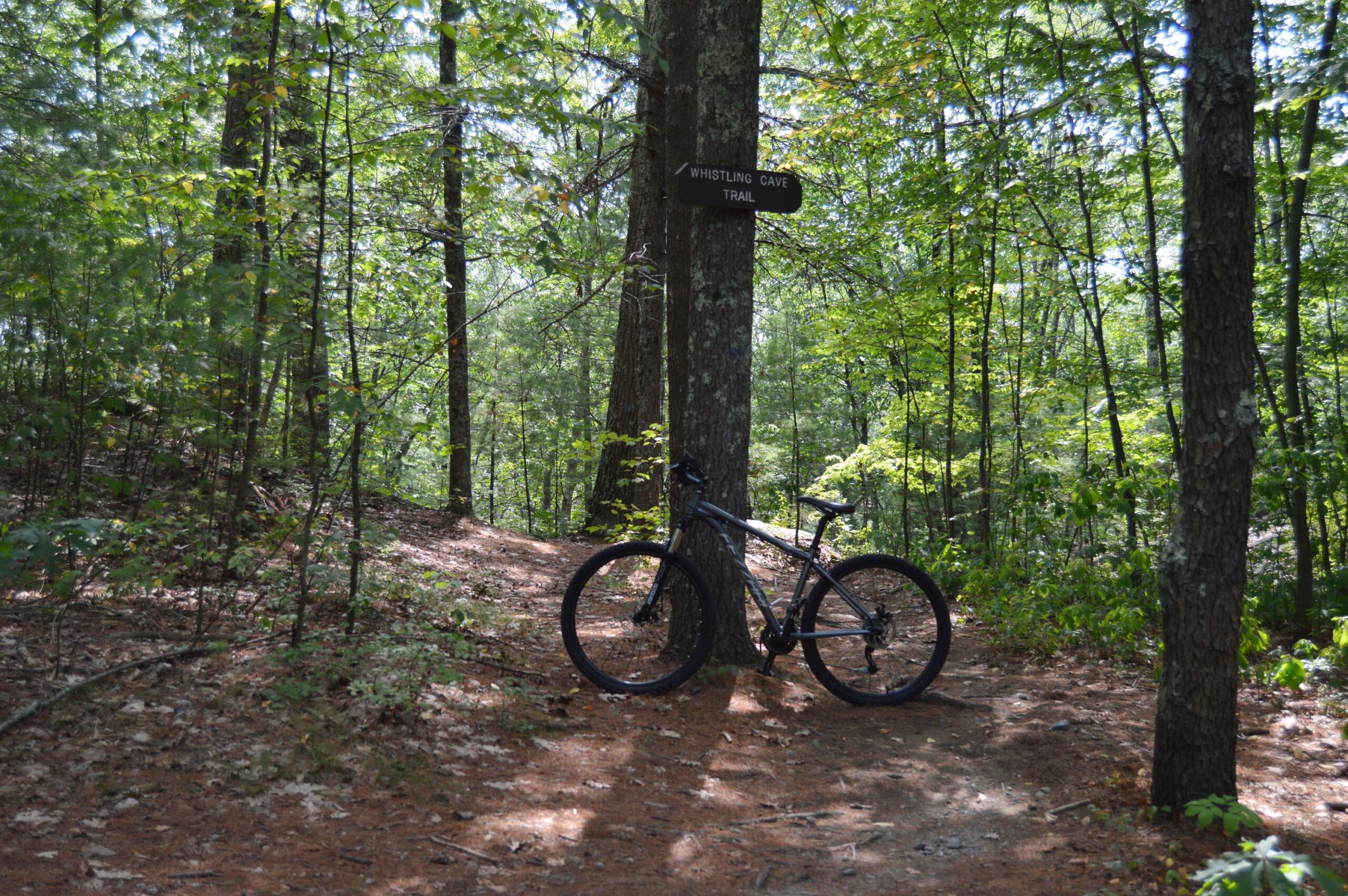 Fezzari Lone Peak: A mountain bike leaning against a tree near a trail sign that reads "Whistling Cave Trail," surrounded by lush green foliage and a forested landscape. The ground is covered in a layer of pine needles and leaves, indicating a natural outdoor setting.