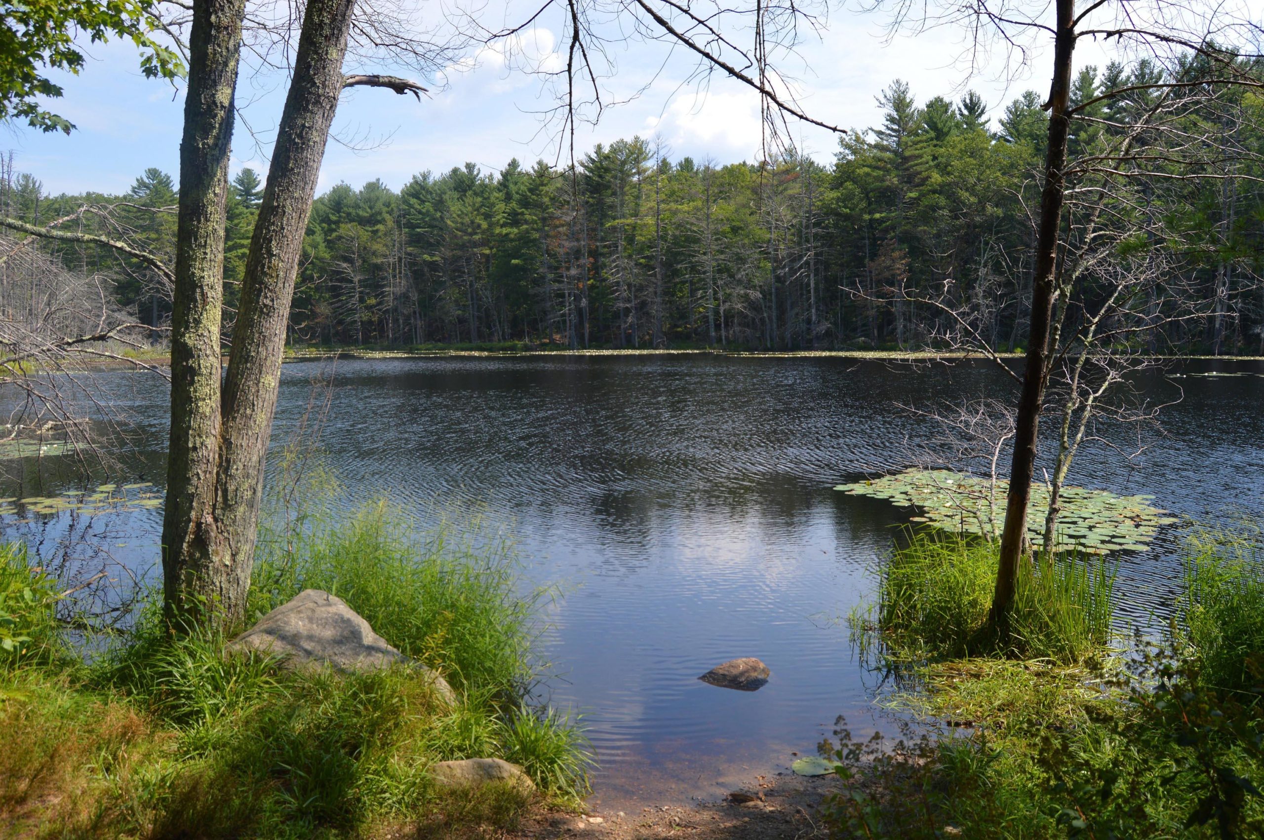 A serene view of a calm lake surrounded by lush greenery and trees. The water reflects the blue sky and fluffy clouds, while lily pads float gently on the surface. Tall grass and a few rocks are visible in the foreground, adding to the natural beauty of the scene. Upton State Forest mountain bike trail.