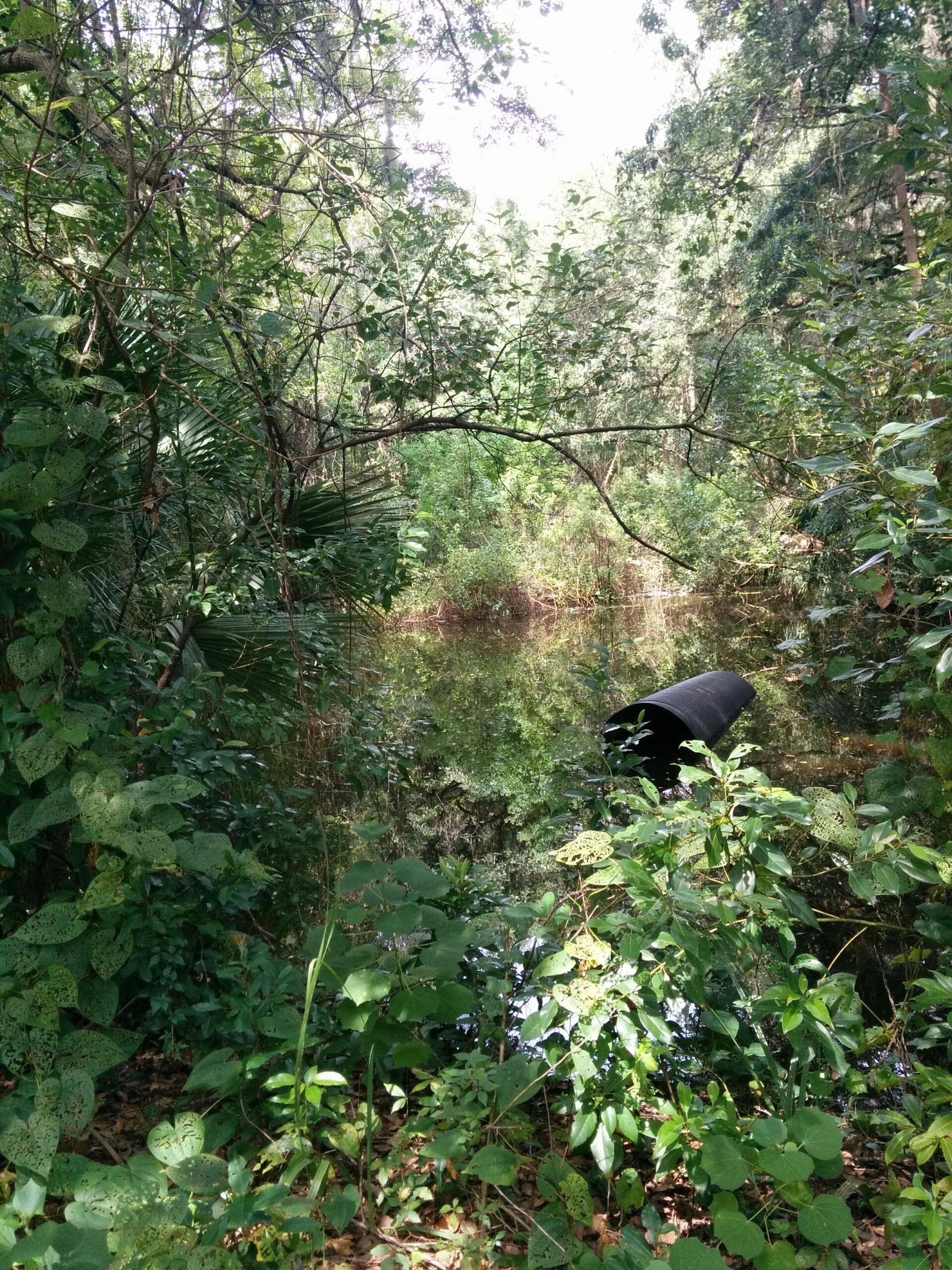 A dense, lush green scene depicting a tranquil waterway surrounded by various plants and trees. The water's surface is reflective, showing the greenery above, while a black object, possibly a barrel, partially emerges from the vegetation at the side. Sunlight filters through the leaves, creating a dappled effect on the foliage. Mount Dora Trail mountain bike trail.