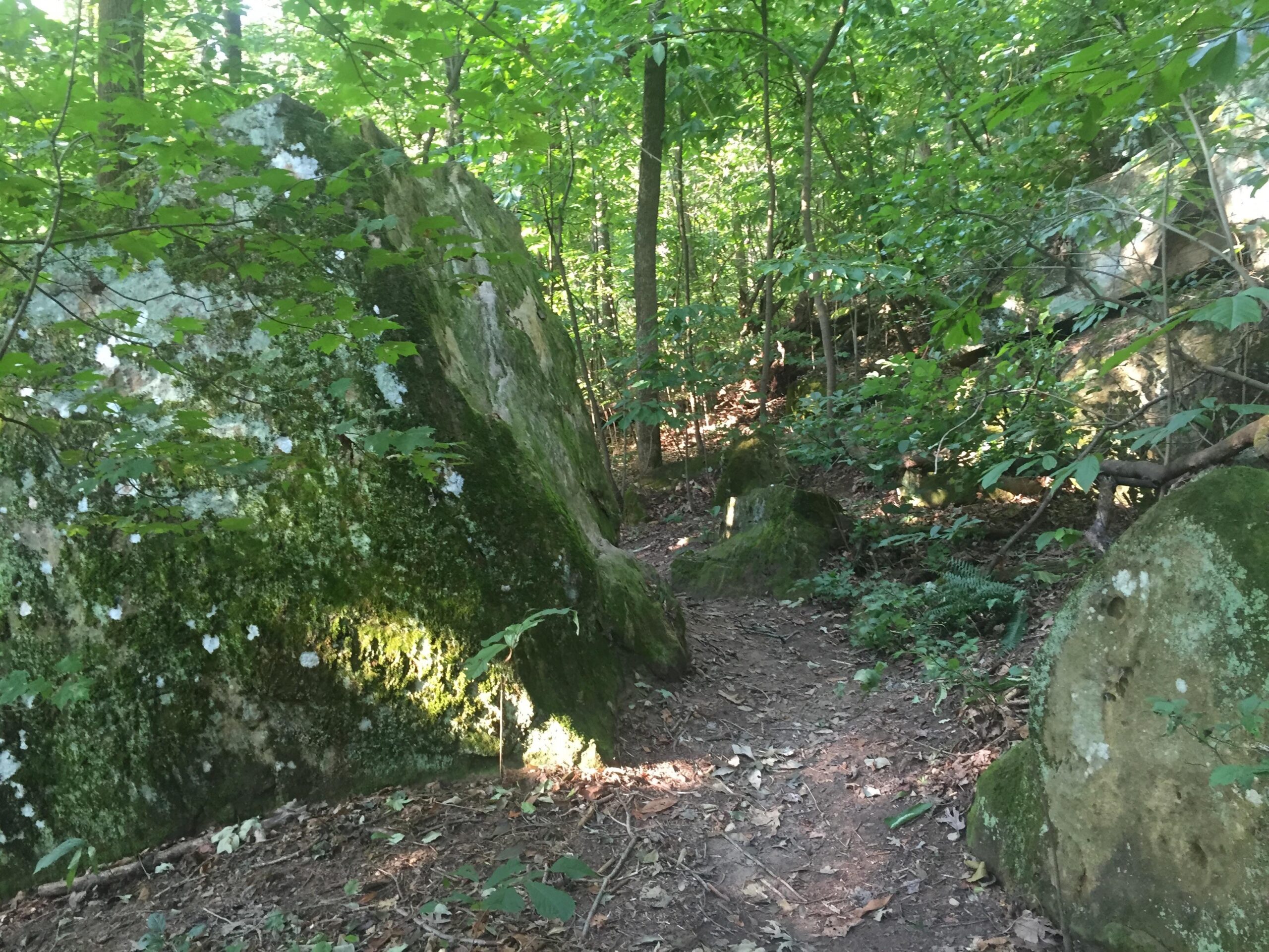 A narrow trail winding through a dense forest, flanked by large moss-covered boulders and lush green foliage. Sunlight filters through the leaves, creating a serene and natural atmosphere. Strouds Run State Park mountain bike trail.