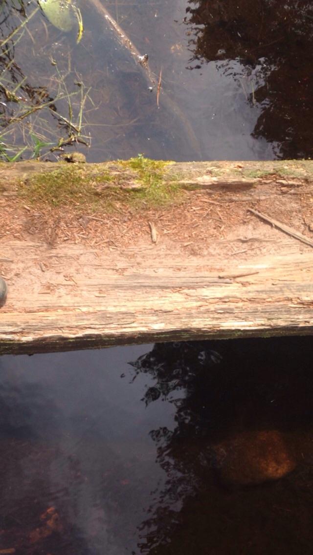 A wooden log over dark water, partially submerged, with moss and small twigs on top. The reflection of trees and a slight ripple can be seen in the water, indicating a tranquil natural setting. Mud Lake Trails mountain bike trail.