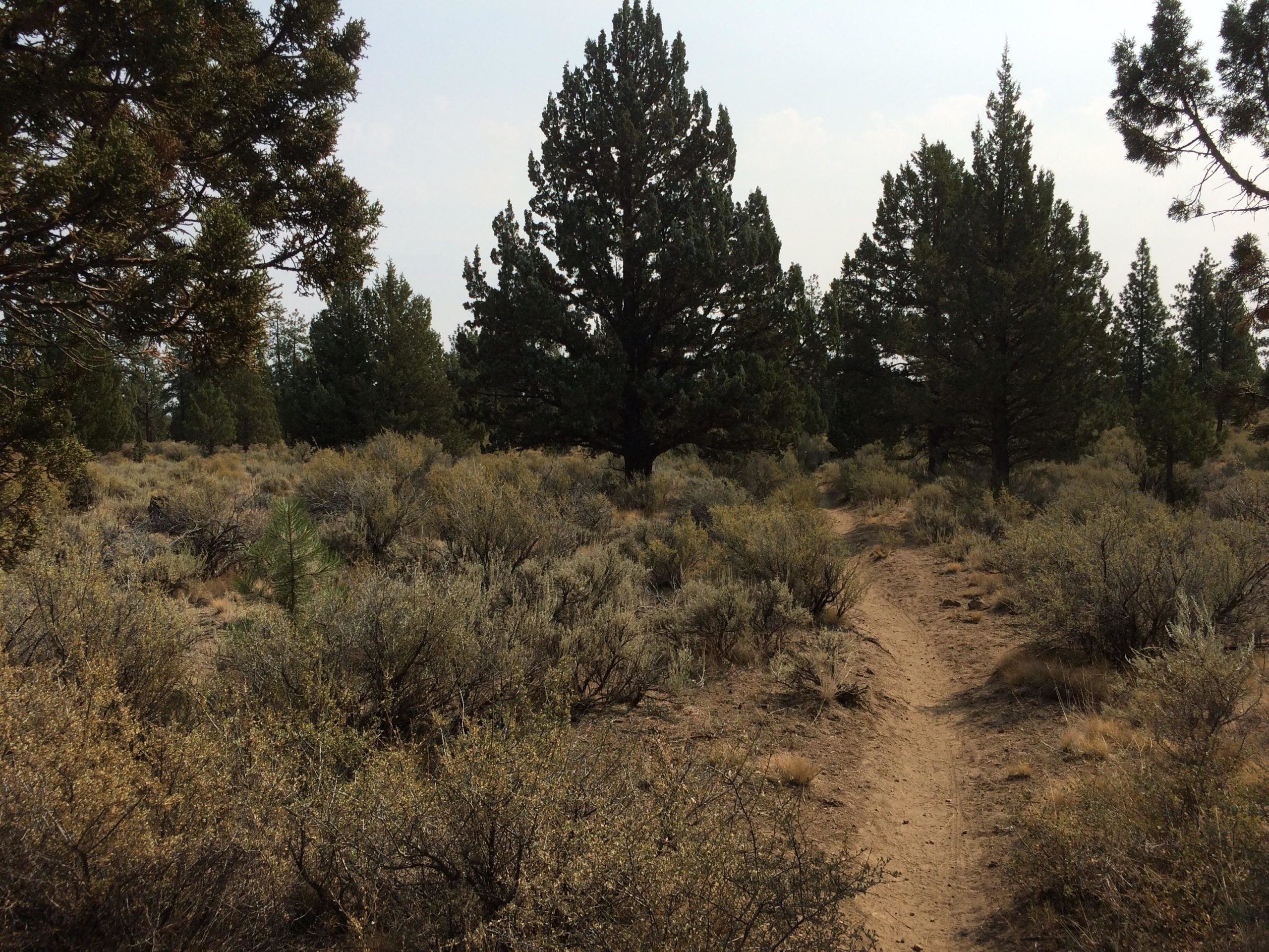 A dirt path winding through a sparse landscape of shrubs and tall pine trees under a hazy sky. Arnold Ice Cave mountain bike trail.