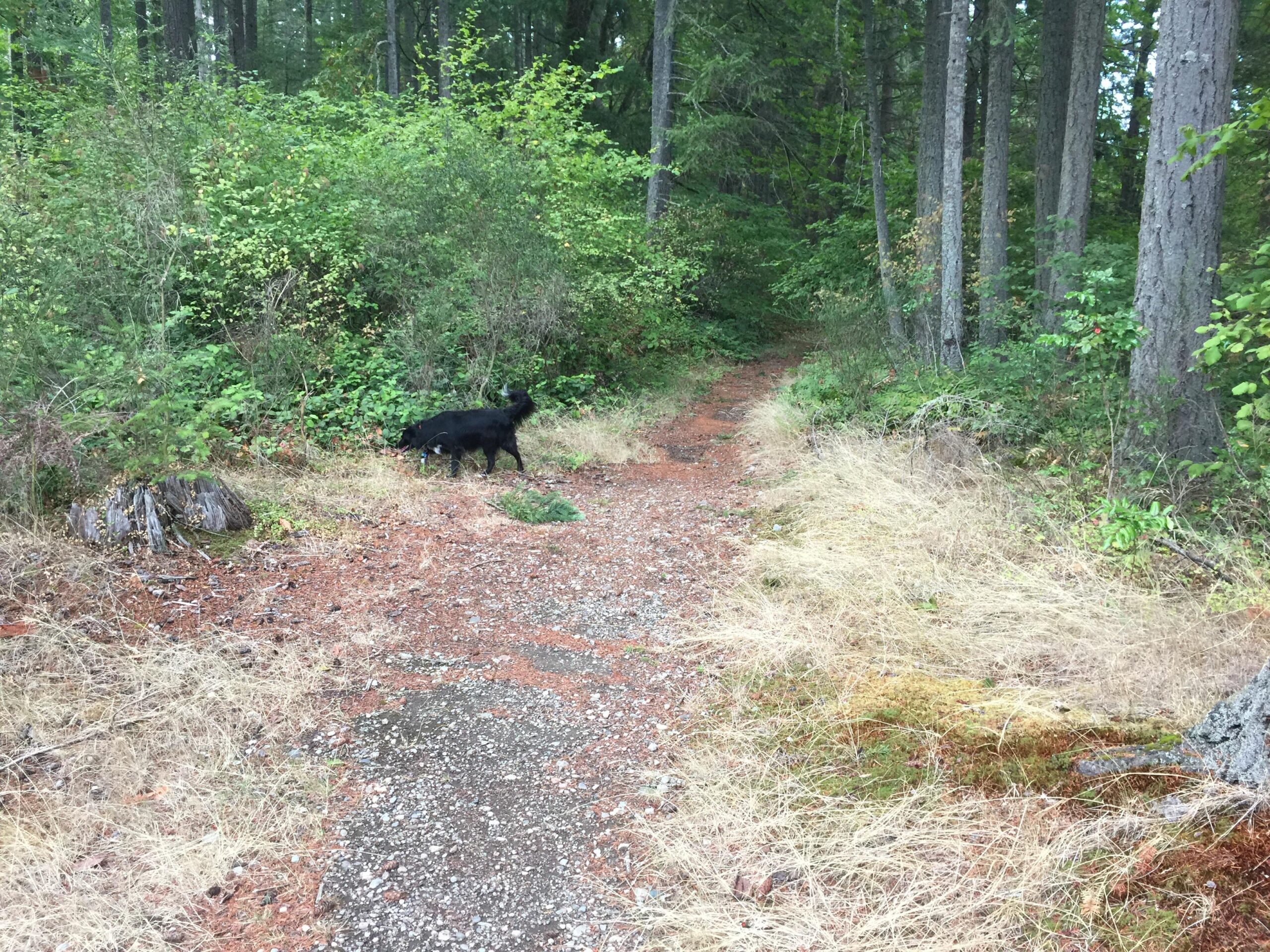 A black dog exploring a gravel path in a lush forest, surrounded by green foliage and trees. The scene includes patches of dry grass and fallen leaves along the trail. Engineer Bluff mountain bike trail.