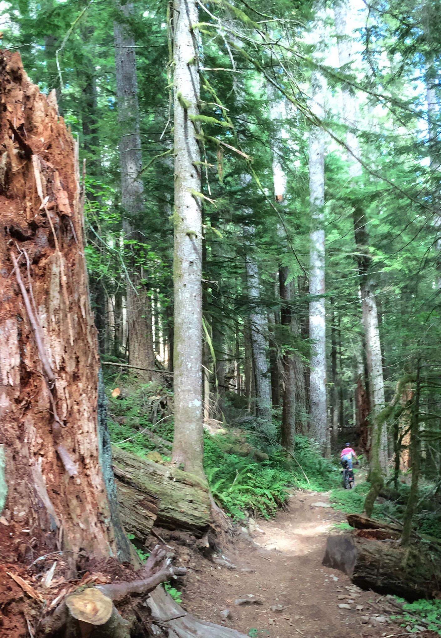 A narrow dirt path winds through a lush, green forest, lined with tall trees and scattered logs. In the distance, a person rides a bicycle along the trail, surrounded by vibrant foliage and sunlight filtering through the canopy. Sandy Ridge mountain bike trail.