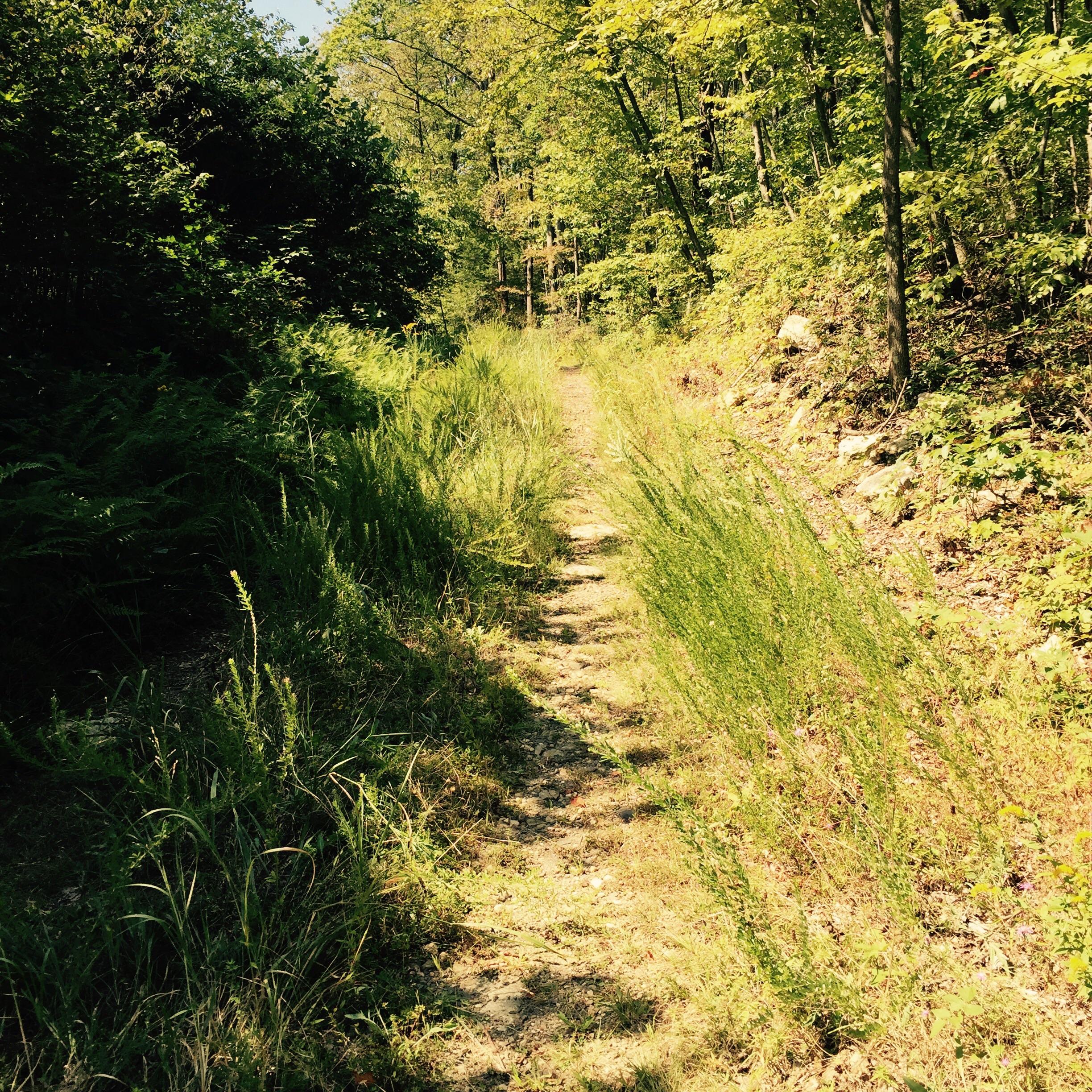 A narrow dirt path winds through a lush green forest, flanked by tall grasses and shrubs. Sunlight filters through the trees, casting dappled shadows on the ground, creating a tranquil and inviting atmosphere. Hawk Mountain Loop mountain bike trail.