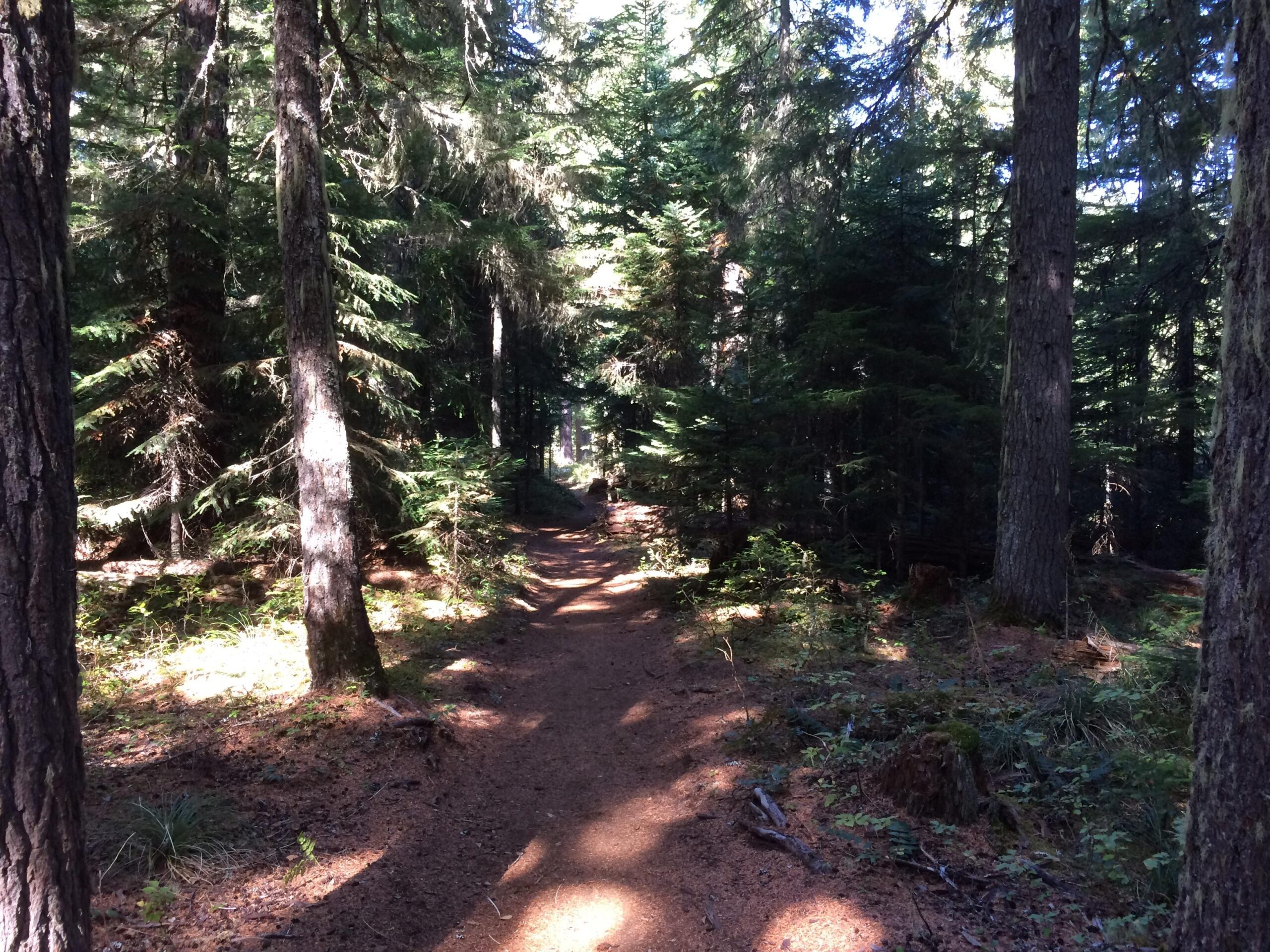 A sunlit forest path surrounded by tall trees, with dappled light filtering through the branches, creating a serene and natural atmosphere. Timothy Lake Trail mountain bike trail.