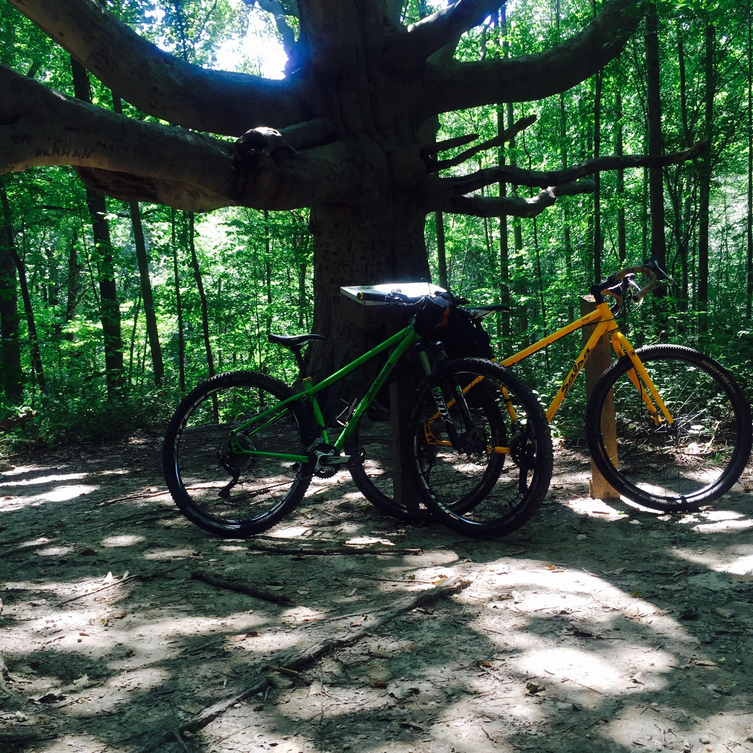 Salsa El Mariachi: Two bicycles, one green and one yellow, parked beside a large tree in a wooded area. Sunlight filters through the leaves, casting dappled shadows on the ground. The scene captures a serene moment in nature, ideal for outdoor biking enthusiasts.