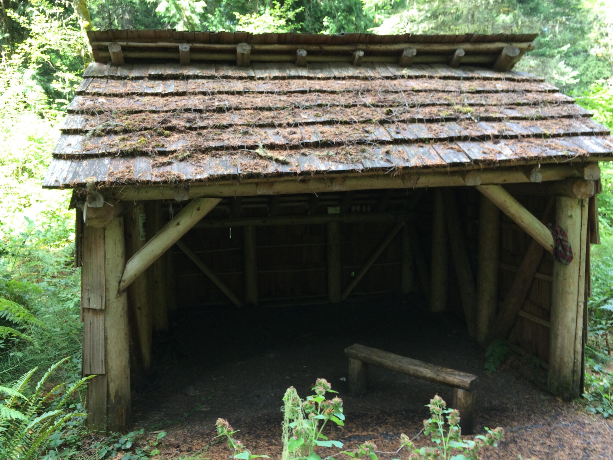 A rustic wooden shelter with a slanted roof covered in pine needles, situated in a lush, green forest. The structure features log support beams and a simple wooden bench in front, surrounded by ferns and undergrowth. Eagle