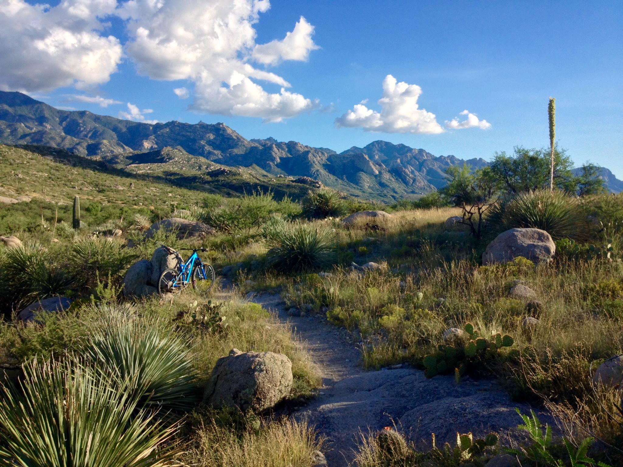 A blue mountain bike rests against a rock along a dirt path, surrounded by lush greenery, cacti, and boulders. In the background, rugged mountain peaks rise against a bright blue sky with scattered white clouds. The scene showcases a serene and picturesque outdoor landscape ideal for biking and exploring. 50-year Trail / Golder Ranch mountain bike trail.