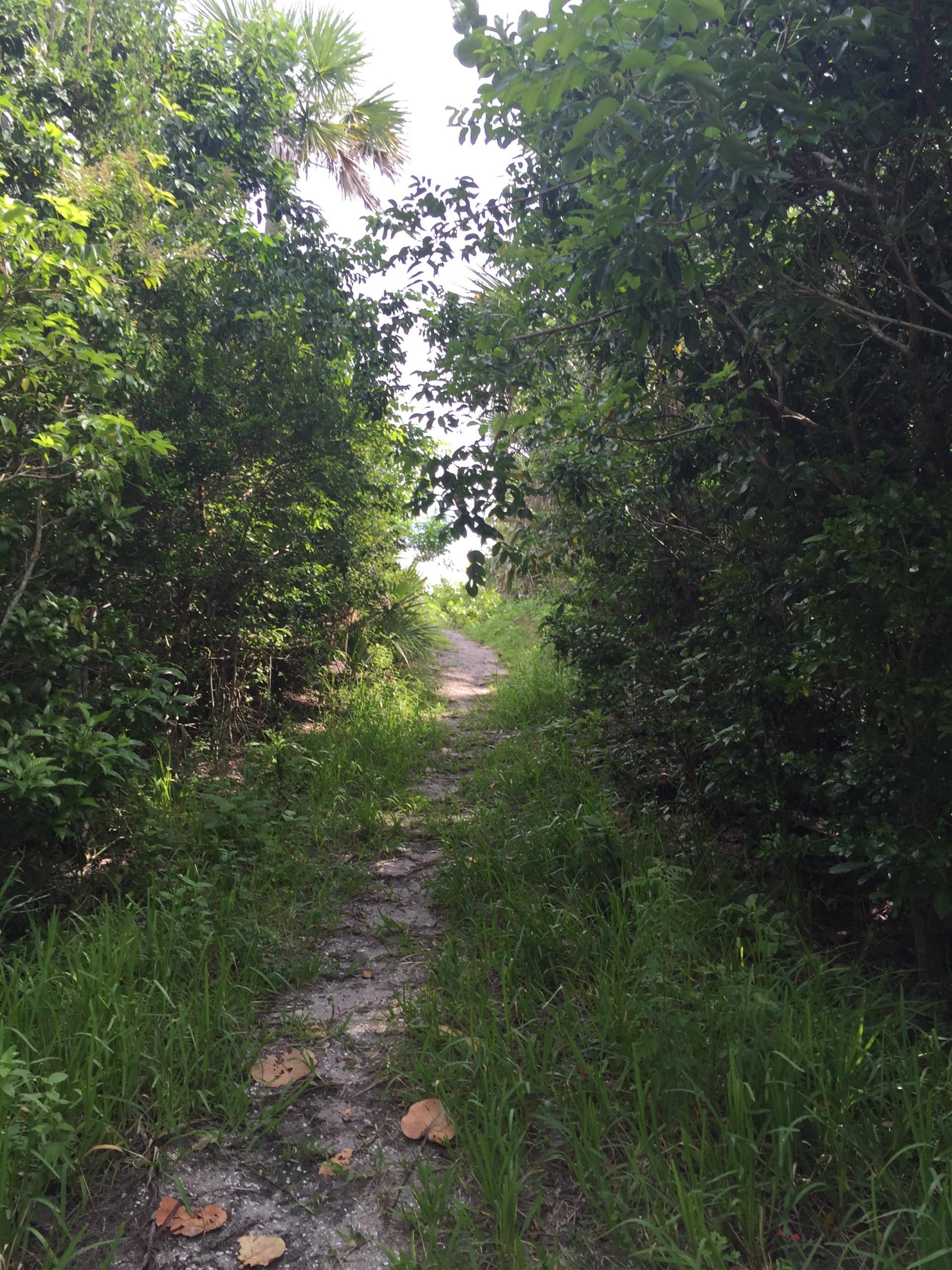 A narrow, winding dirt path surrounded by lush greenery, with tall grasses and leafy bushes on either side, leading into a bright, sunlit area beyond. The scene conveys a feeling of tranquility and natural beauty. Sebastion Inlet State Park mountain bike trail.