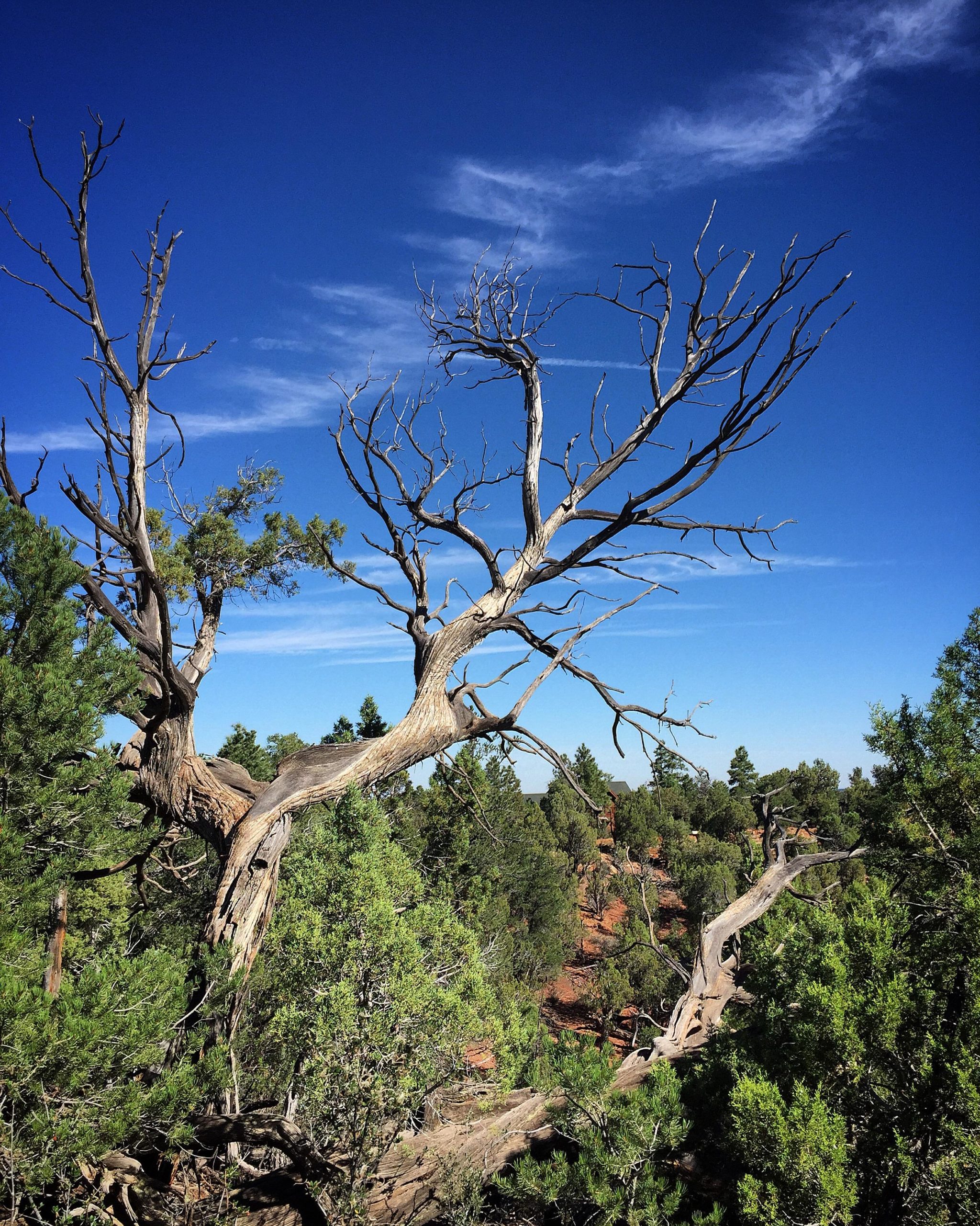 A rugged tree with bare branches stands prominently against a clear blue sky, surrounded by green foliage and other trees in a natural landscape. The scene conveys a sense of tranquility and the beauty of nature. Los Caballos Trail #638 mountain bike trail.