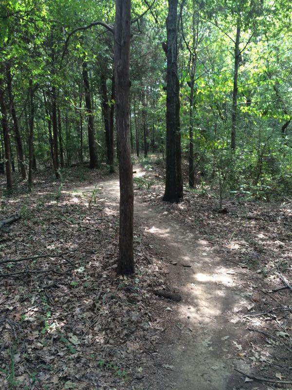 A winding dirt path through a lush, green forest, surrounded by tall trees and fallen leaves on the ground. Sunlight filters through the foliage, creating dappled light on the trail. Tour de Wolf mountain bike trail.