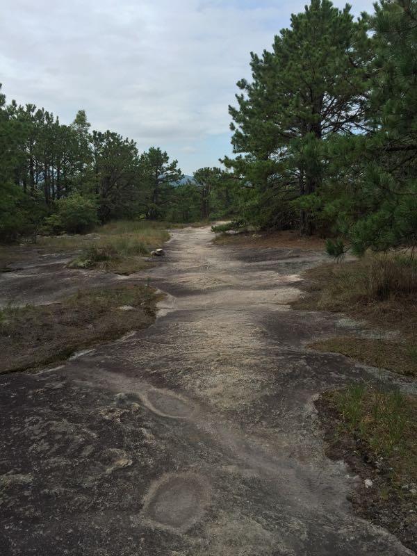 A winding path of bare rock leads through a grassy area surrounded by tall pine trees under a cloudy sky. DuPont State Forest mountain bike trail.