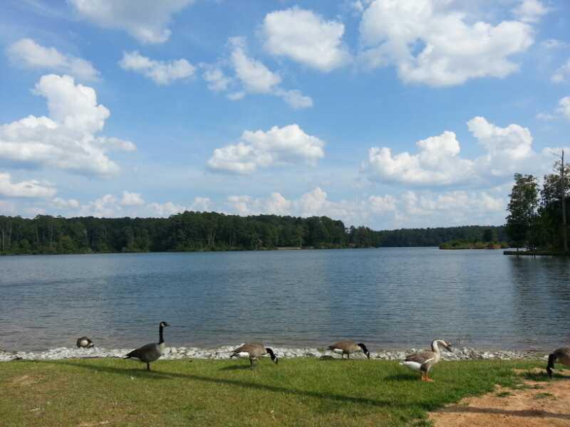 A scenic view of a calm lake surrounded by lush green trees under a bright blue sky with fluffy white clouds. Several geese are gathered on the grassy shoreline and near the water's edge. Bonita Lakes mountain bike trail.