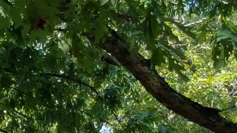A close-up view of a tree branch surrounded by lush green leaves, indicating a lush, natural environment. Palos Forest Preserve mountain bike trail.
