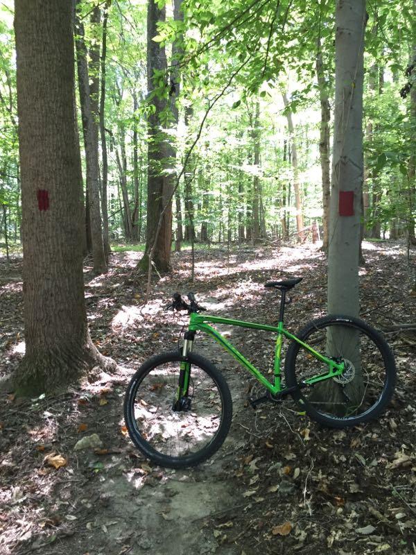 A bright green mountain bike is leaned against a tree in a sunny forest. The trail is visible in the foreground, with patches of sunlight filtering through the leaves. Two trees on either side of the path have red marks on their trunks, indicating a trail route. The ground is covered with fallen leaves, and the lush greenery provides a serene outdoor setting. Freedom Center mountain bike trail.