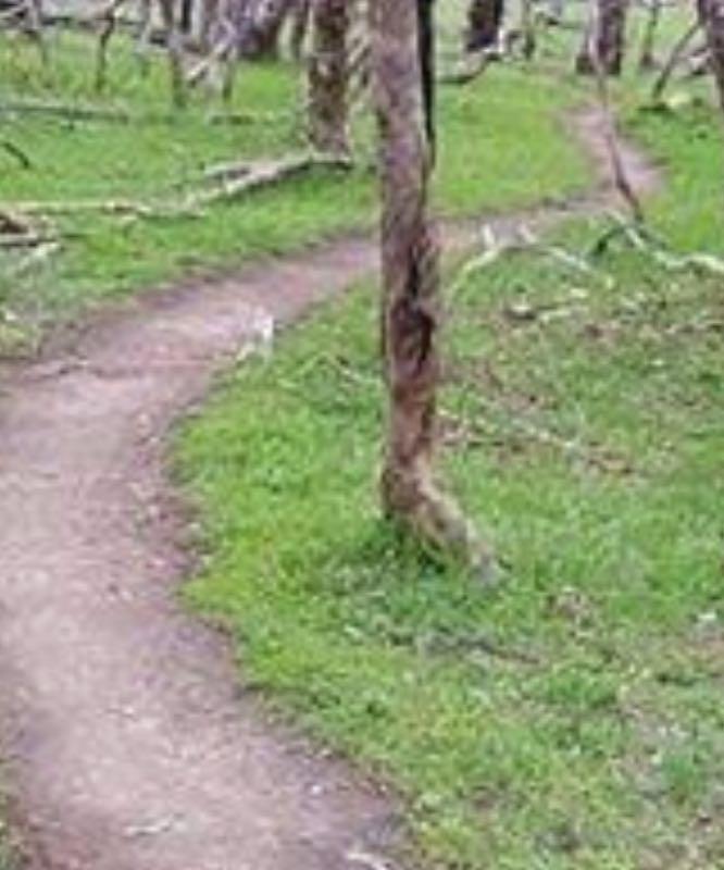 A winding dirt path through a grassy area, surrounded by trees and fallen branches, inviting exploration in a natural setting. Plenty Gorge mountain bike trail.
