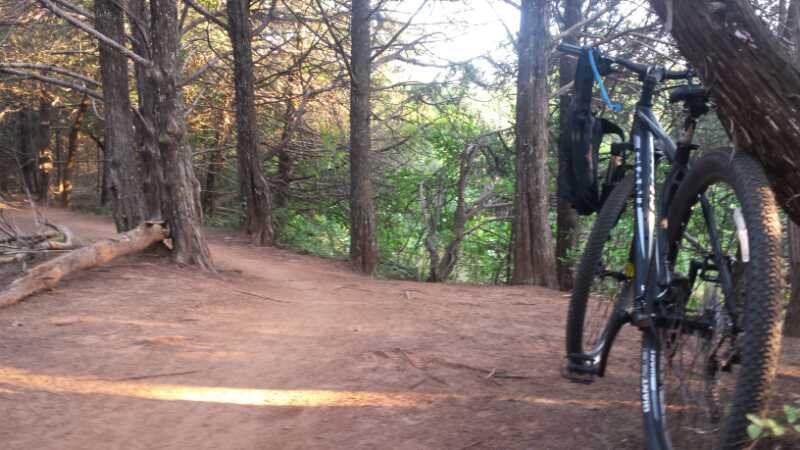 A mountain bike resting against a tree along a dirt trail surrounded by tall trees and greenery, capturing a serene moment in a forested environment. Bluff Creek Trail mountain bike trail.
