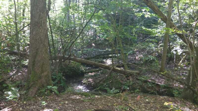 A serene forest scene featuring a clear stream running through a wooded area. Tall trees with lush green foliage frame the image, while fallen branches and underbrush add to the natural landscape. Sunlight filters through the leaves, creating a peaceful atmosphere. Luther Forest mountain bike trail.
