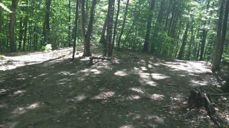 A forest path diverging into two trails, surrounded by tall green trees and dappled sunlight creating shadows on the ground. Luther Forest mountain bike trail.
