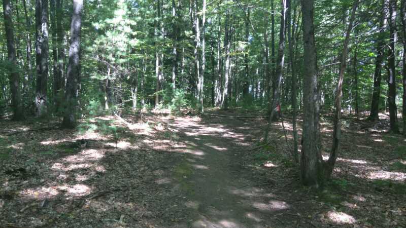 A sunny forest path winding through dense trees, with sunlight filtering through the leaves and casting dappled shadows on the ground. The trail is lined with fallen leaves and small plants, inviting hikers to explore the serene woodland environment. Luther Forest mountain bike trail.