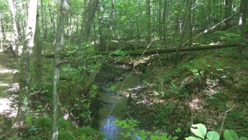 A peaceful forest scene featuring a small creek winding through lush greenery. Tall trees with vibrant green leaves surround the area, and a fallen tree lies across the creek. Sunlight filters through the foliage, illuminating the tranquil landscape. Luther Forest mountain bike trail.