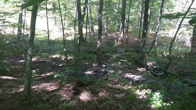 A serene, wooded landscape featuring tall trees with green leaves, dappled sunlight filtering through the canopy. The forest floor is covered in soft earth and scattered foliage, with a hint of a path winding through the trees. Luther Forest mountain bike trail.