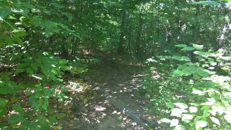 A narrow dirt path winding through a dense forest, surrounded by green foliage and dappled sunlight filtering through the tree canopy. Luther Forest mountain bike trail.