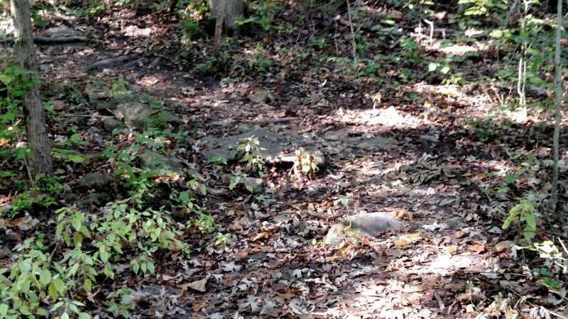 A narrow dirt trail winding through a forested area, surrounded by trees and scattered leaves. Sunlight filters through the canopy, illuminating patches of earth and rocks along the path. Landahl Park Reserve mountain bike trail.