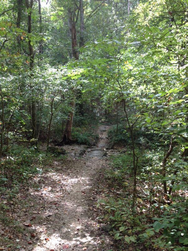 A narrow dirt path winding through a lush, green forest, flanked by trees and underbrush. Sunlight filters through the leaves, casting a soft light on the trail, which is partially covered with fallen leaves. Berryman mountain bike trail.