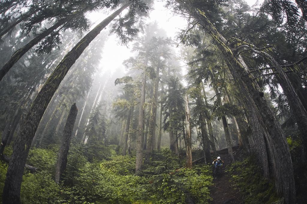 A misty forest scene with tall, lush green trees and a hiker walking along a winding trail. The atmosphere is serene and misty, with light filtering through the canopy, creating a peaceful and tranquil mood. Whistler Bike Park Creekside mountain bike trail.