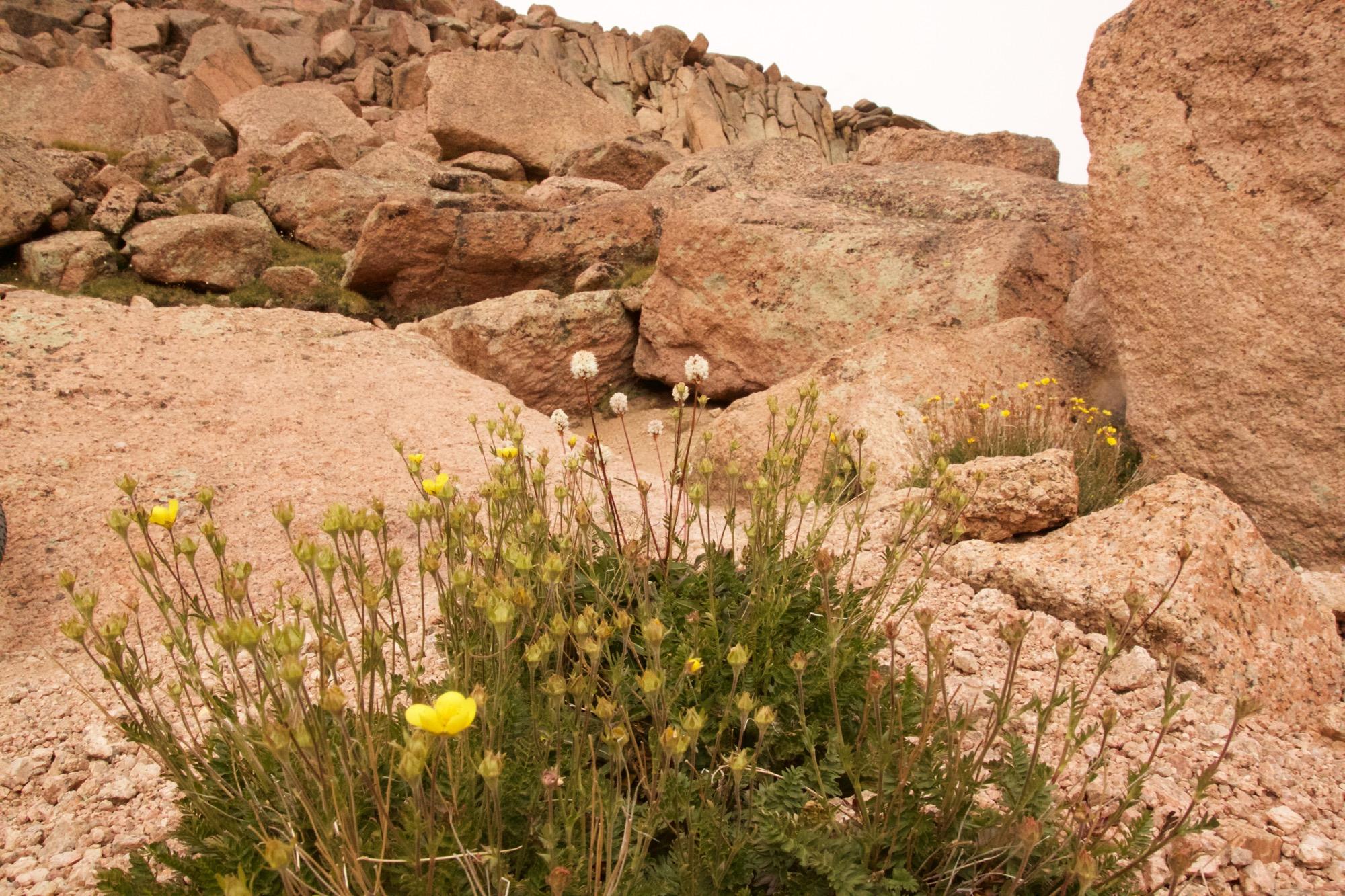 A rocky terrain with large boulders and various wildflowers, including yellow blooms and white fluffy flower heads, growing amidst the stones. The scene conveys a natural, rugged landscape. Barr Trail / Pikes Peak mountain bike trail.