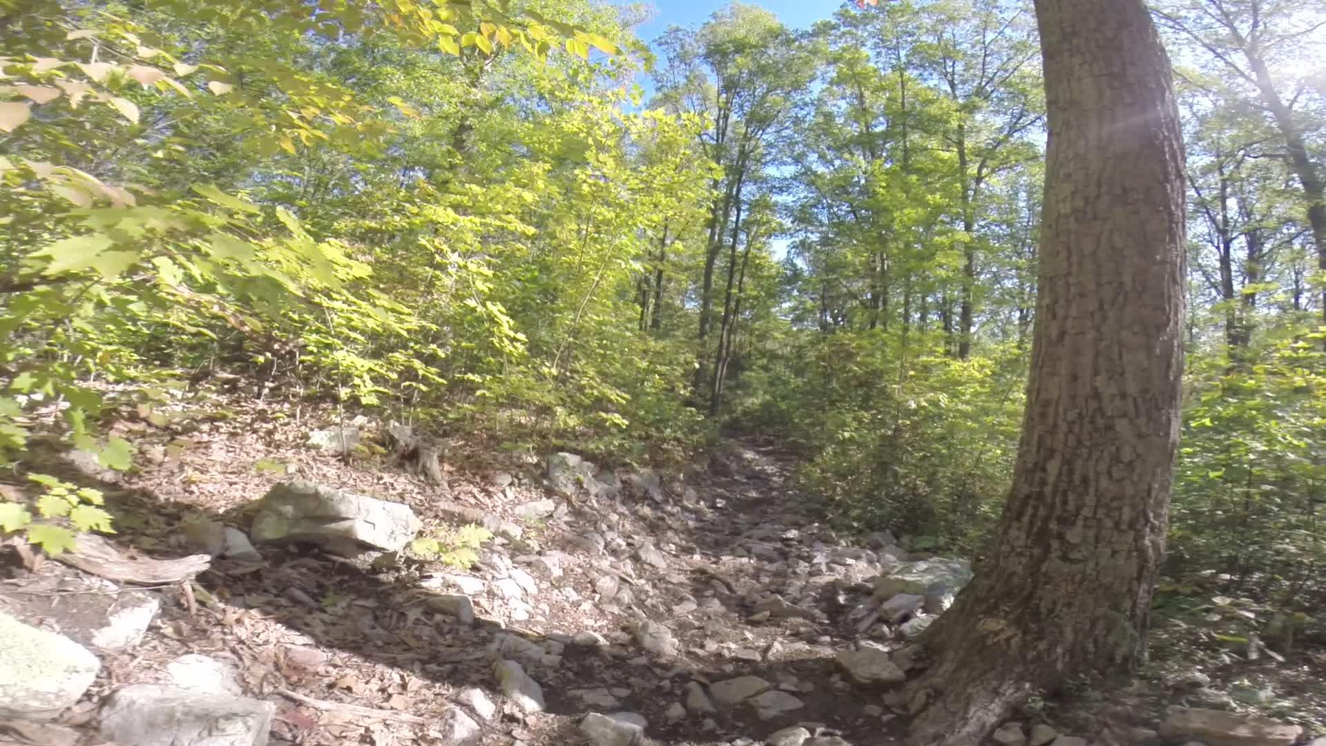 A rocky hiking trail surrounded by lush green trees and foliage under a clear blue sky. Sunlight filters through the leaves, illuminating the path. Allegrippis Trails mountain bike trail.