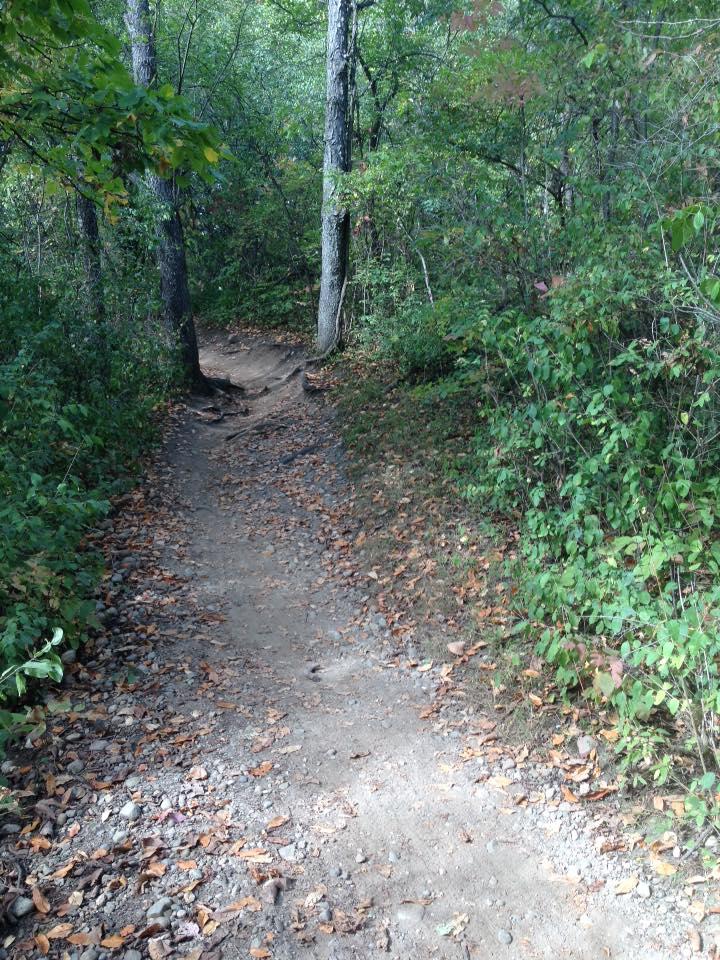 A narrow dirt path winding through a lush green forest, flanked by trees and dense vegetation. The path is slightly rocky with fallen leaves scattered along the ground. The scene is illuminated by soft natural light filtering through the treetops. Maybury mountain bike trail.