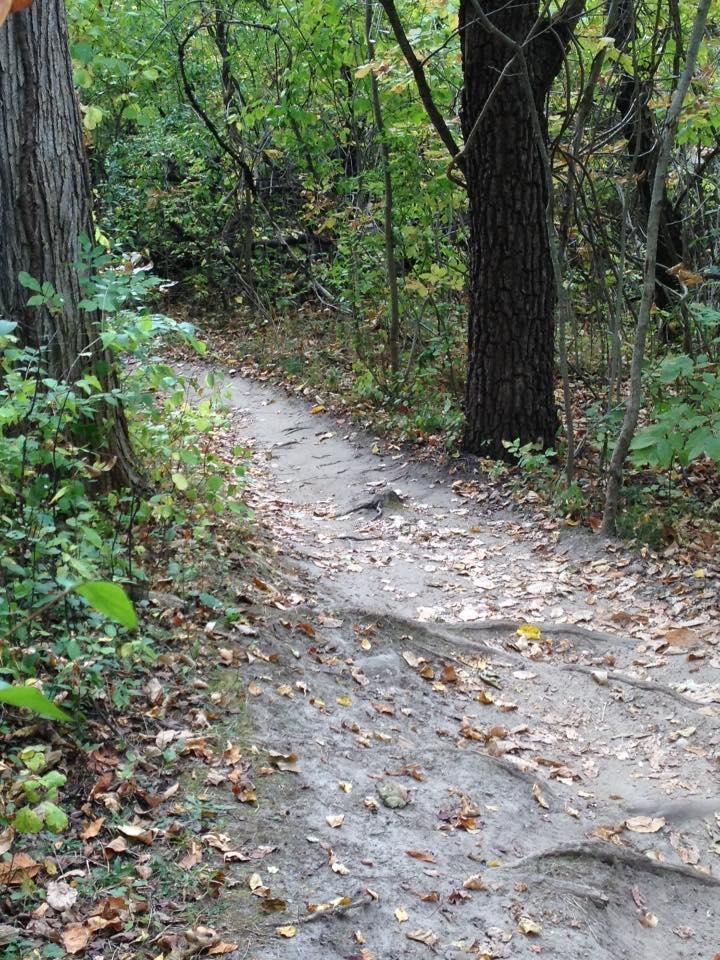 A narrow dirt path winding through a wooded area, surrounded by trees and green foliage. The ground is covered with fallen leaves, and the trail shows signs of use with visible foot imprints and roots. Maybury mountain bike trail.