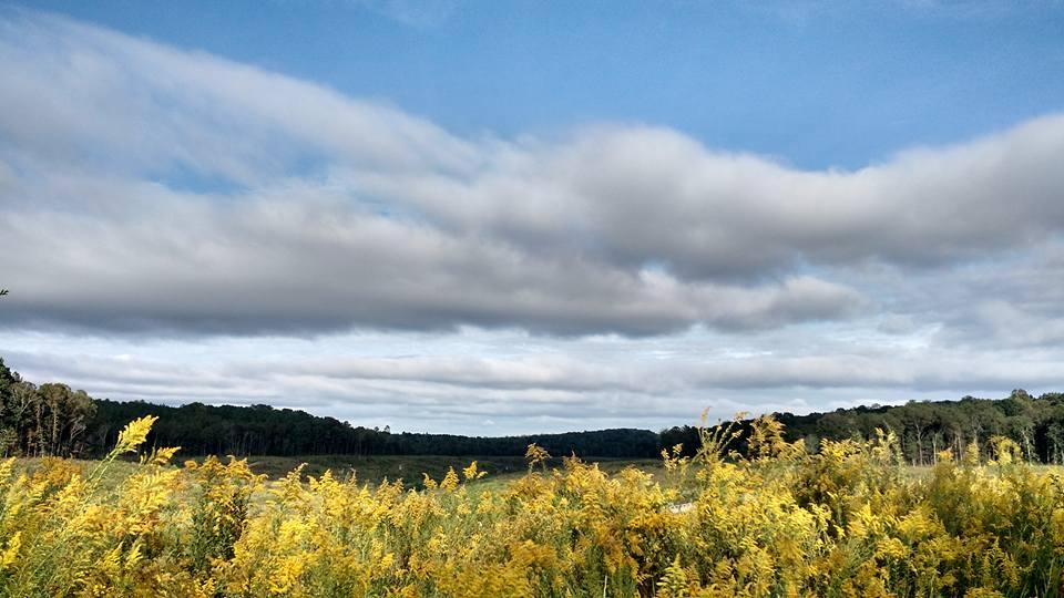 A scenic landscape featuring a field of bright yellow wildflowers in the foreground, set against a backdrop of rolling hills and a cloudy sky filled with gentle gray clouds. The horizon is lined with a tree line, creating a tranquil and picturesque natural environment. Duck River mountain bike trail.