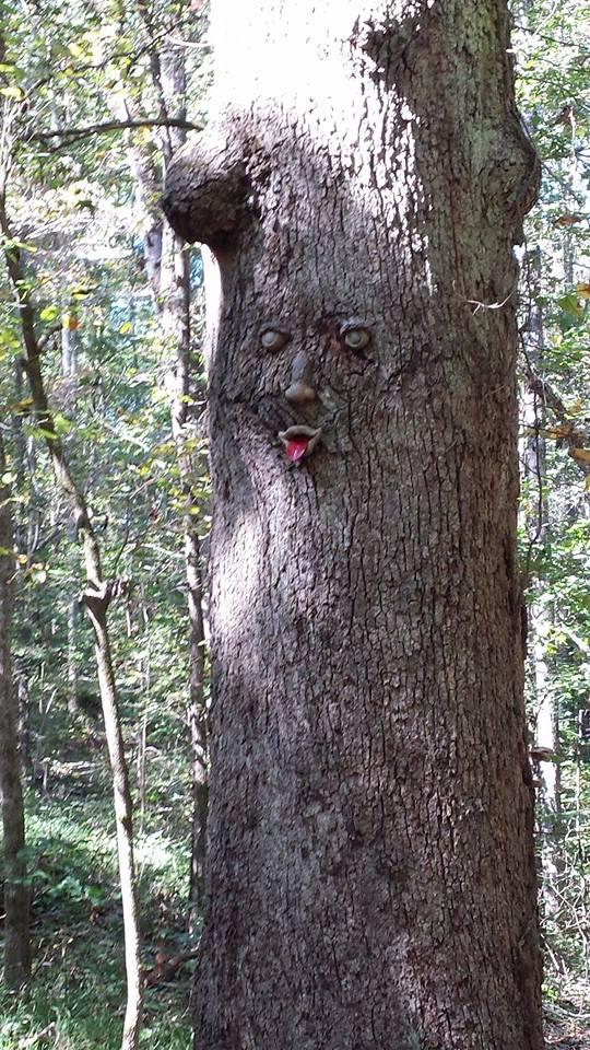A tree in a forest displaying a whimsical face made from its bark, with eyes and a tongue sticking out, surrounded by green foliage and sunlight filtering through the leaves. Taylor Randahl Memorial Mountain Bike Trails At Olde Rope Mill Park mountain bike trail.