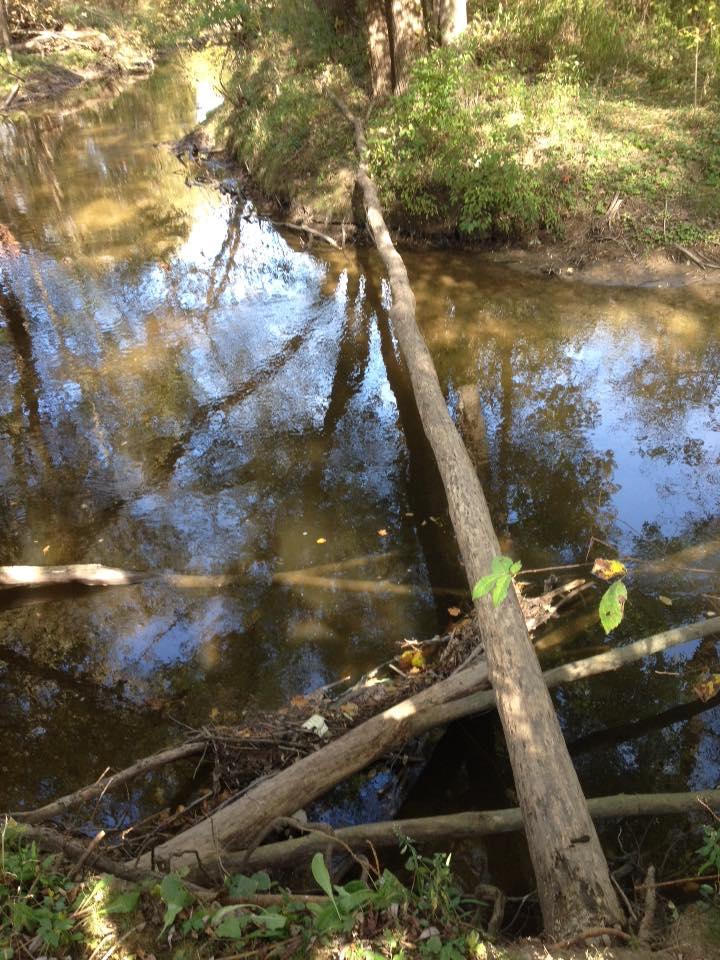 A peaceful scene of a shallow creek surrounded by trees. A fallen log extends across the water, reflecting the surrounding foliage and sunlight on the surface. Leaves float gently in the stream, adding to the natural serenity of the landscape. Morton-Taylor Trail mountain bike trail.
