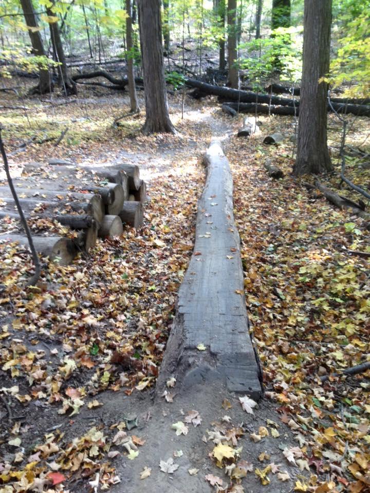 A forest path featuring a log serving as a bridge or walkway, surrounded by colorful autumn leaves on the ground, with trees in the background. Novi Tree Farm (Lakeshore Park) mountain bike trail.