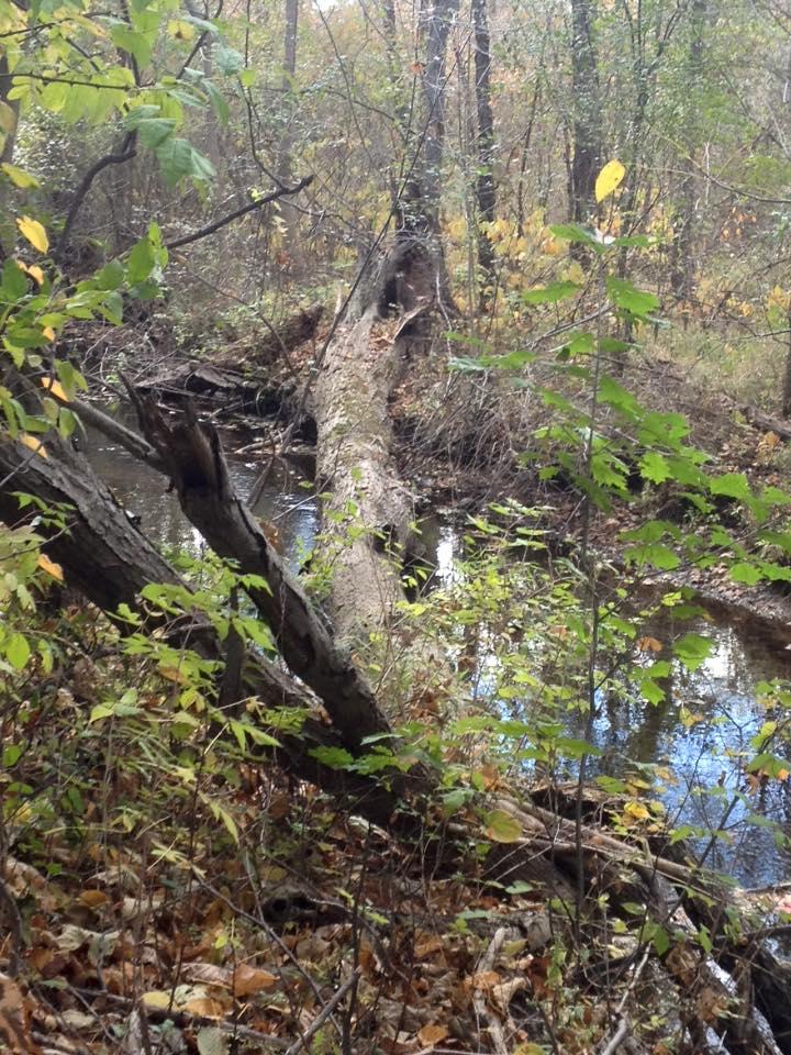 A fallen tree spans a small stream in a wooded area, surrounded by vibrant autumn foliage. Leaves in shades of yellow and green peek through the underbrush, creating a serene natural scene. Novi Tree Farm (Lakeshore Park) mountain bike trail.
