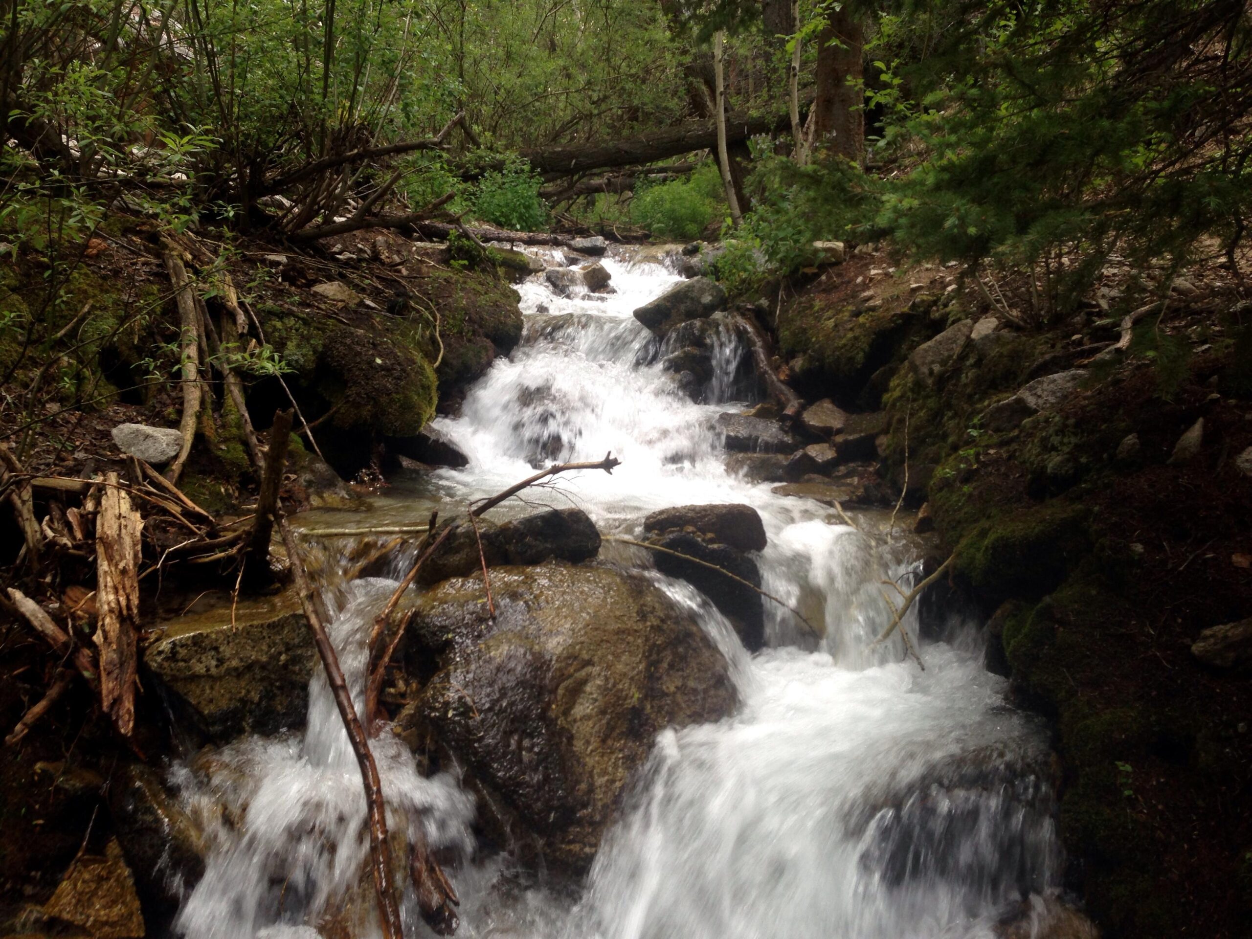 A scenic view of a babbling brook flowing over rocks, surrounded by lush greenery. The water cascades gently, creating a peaceful, natural setting in a forested area. Colorado Trail: Mount Princeton to Avalanche Trailhead / Collegiate Peaks Wilderness mountain bike trail.