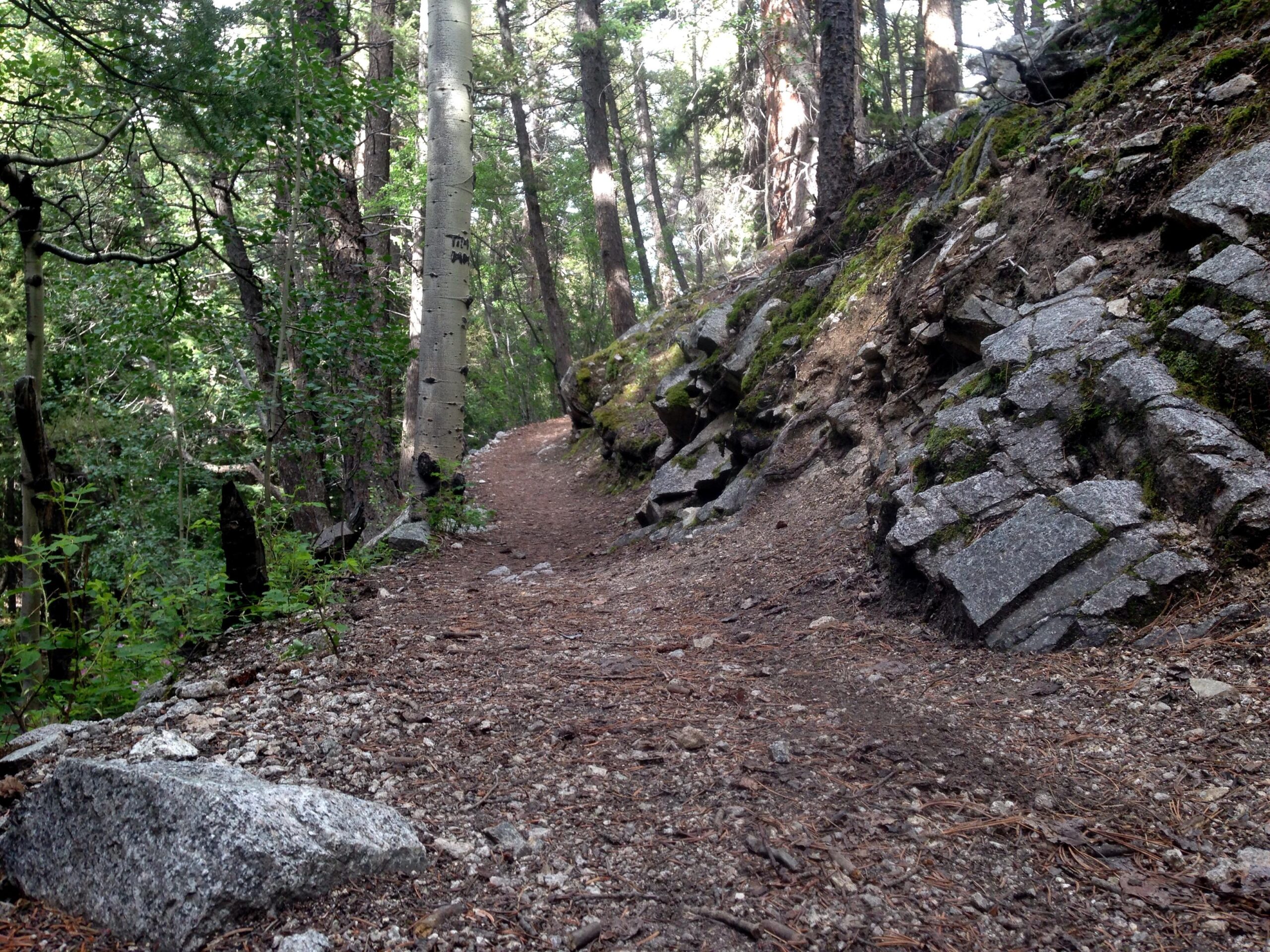 A winding dirt trail surrounded by lush green trees, with rocky terrain on one side, creating a peaceful forest atmosphere. Colorado Trail: Mount Princeton to Avalanche Trailhead / Collegiate Peaks Wilderness mountain bike trail.