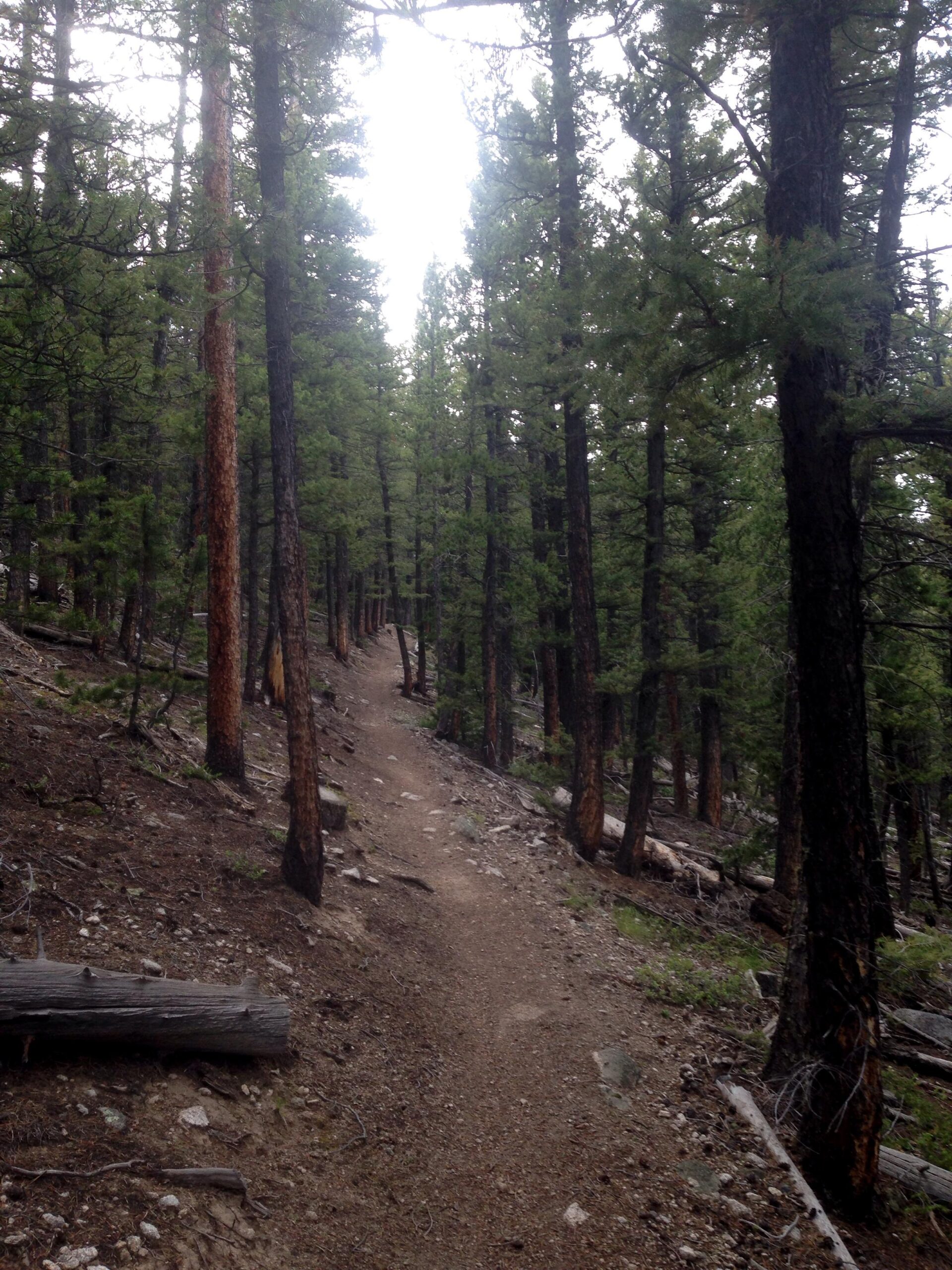 A narrow dirt trail winding through a dense forest of tall pine trees, with scattered rocks and fallen logs along the path. The scene is calm and serene, with a hint of light filtering through the treetops. Colorado Trail: Mount Princeton to Avalanche Trailhead / Collegiate Peaks Wilderness mountain bike trail.
