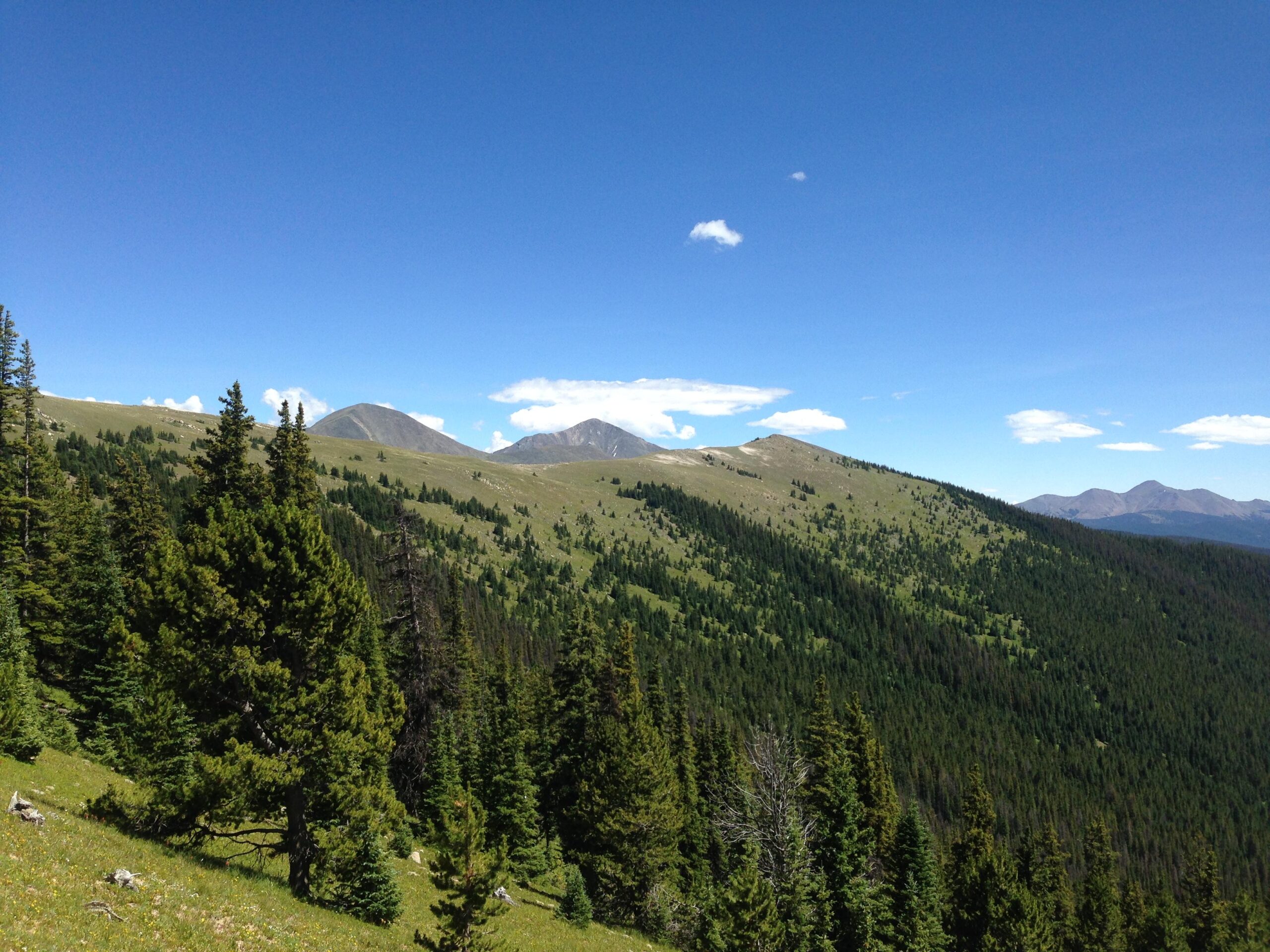 A panoramic view of a mountainous landscape with rolling hills covered in green vegetation and scattered coniferous trees, under a bright blue sky with a few fluffy white clouds. The peaks of distant mountains rise in the background, creating a serene and picturesque natural scene. Monarch Crest Trail mountain bike trail.