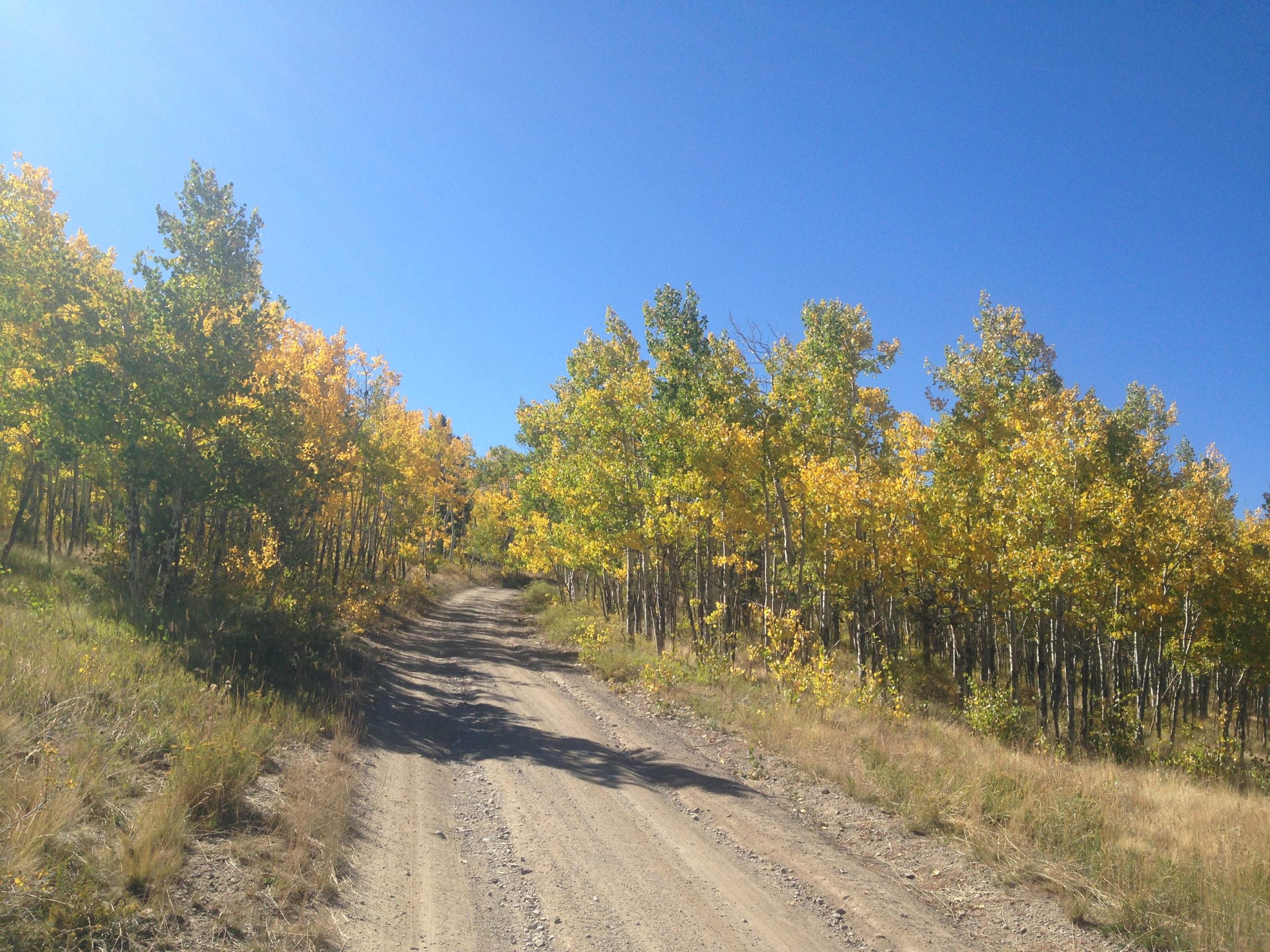 A dirt road winding through a vibrant forest with trees displaying bright yellow autumn leaves under a clear blue sky. Aspen Ridge / Road #185 mountain bike trail.